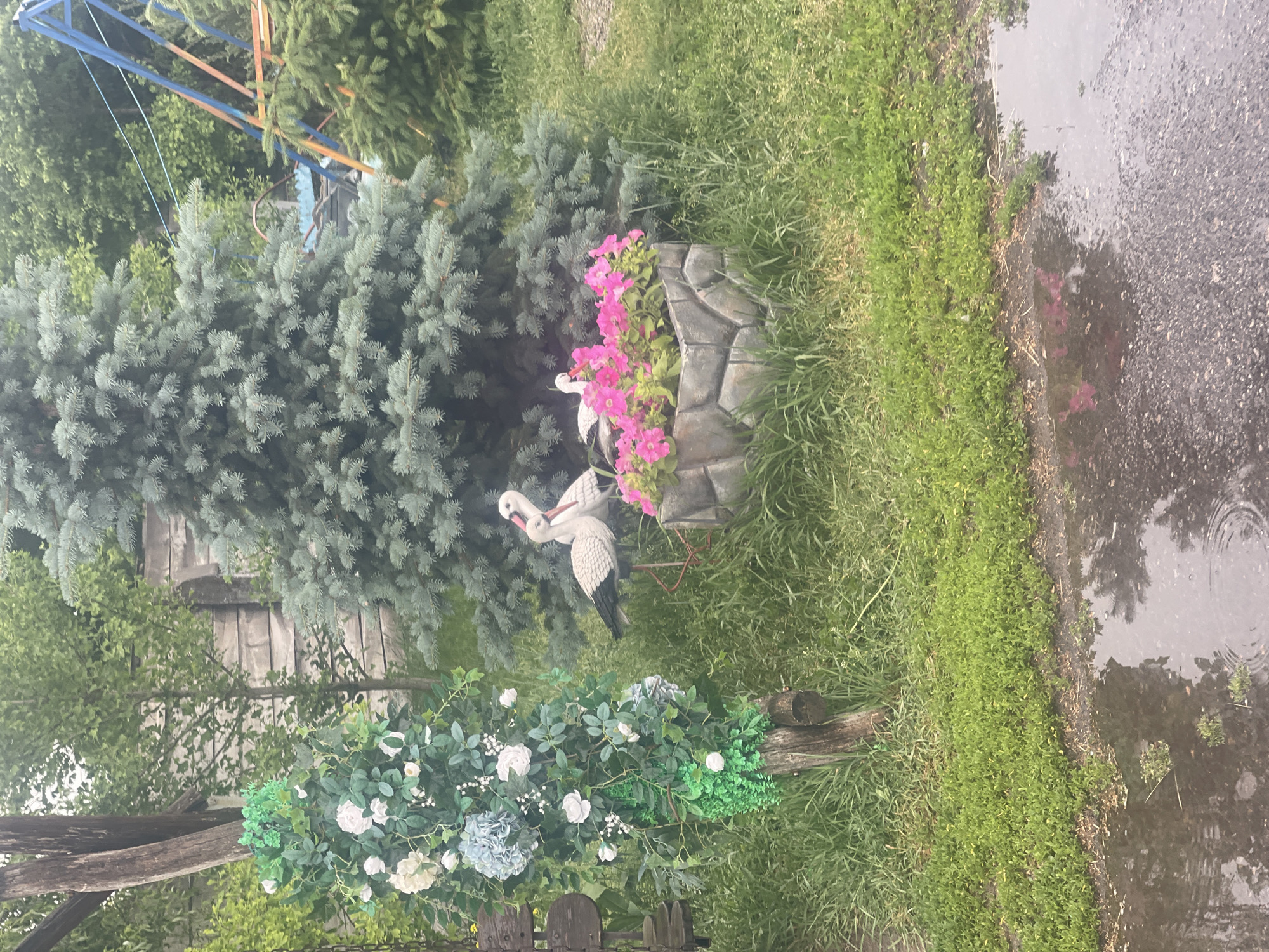 The image depicts an outdoor scene with a focus on garden decorations and natural elements. In the foreground, a decorative arrangement of artificial flowers, including white roses and blue hydrangeas, is placed on a weathered wooden structure, possibly a bench or a railing. Behind this floral display, a large blue spruce tree dominates the left side of the frame.
To the right of the spruce tree, a stone-like planter overflows with bright pink petunias. Nestled among the flowers are two decorative storks, their white and black bodies contrasting with the vibrant blooms. The storks appear to be in a playful pose, adding a whimsical touch to the garden.
The background reveals more greenery, including deciduous trees and foliage. Above the trees, a glimpse of a blue and orange metal structure, possibly part of a swing set or playground equipment, can be seen. The ground is covered in lush green grass.
To the far right of the image, a wet asphalt surface suggests recent rain. Puddles of water reflect the surrounding trees and sky, with ripples indicating ongoing rainfall. The overall impression is of a somewhat damp, tranquil garden setting, possibly in a rural or suburban backyard, with decorative elements enhancing the natural beauty. The lighting suggests it is daytime, but the overcast sky and rain create a diffused light. There is no visible text in the image.
