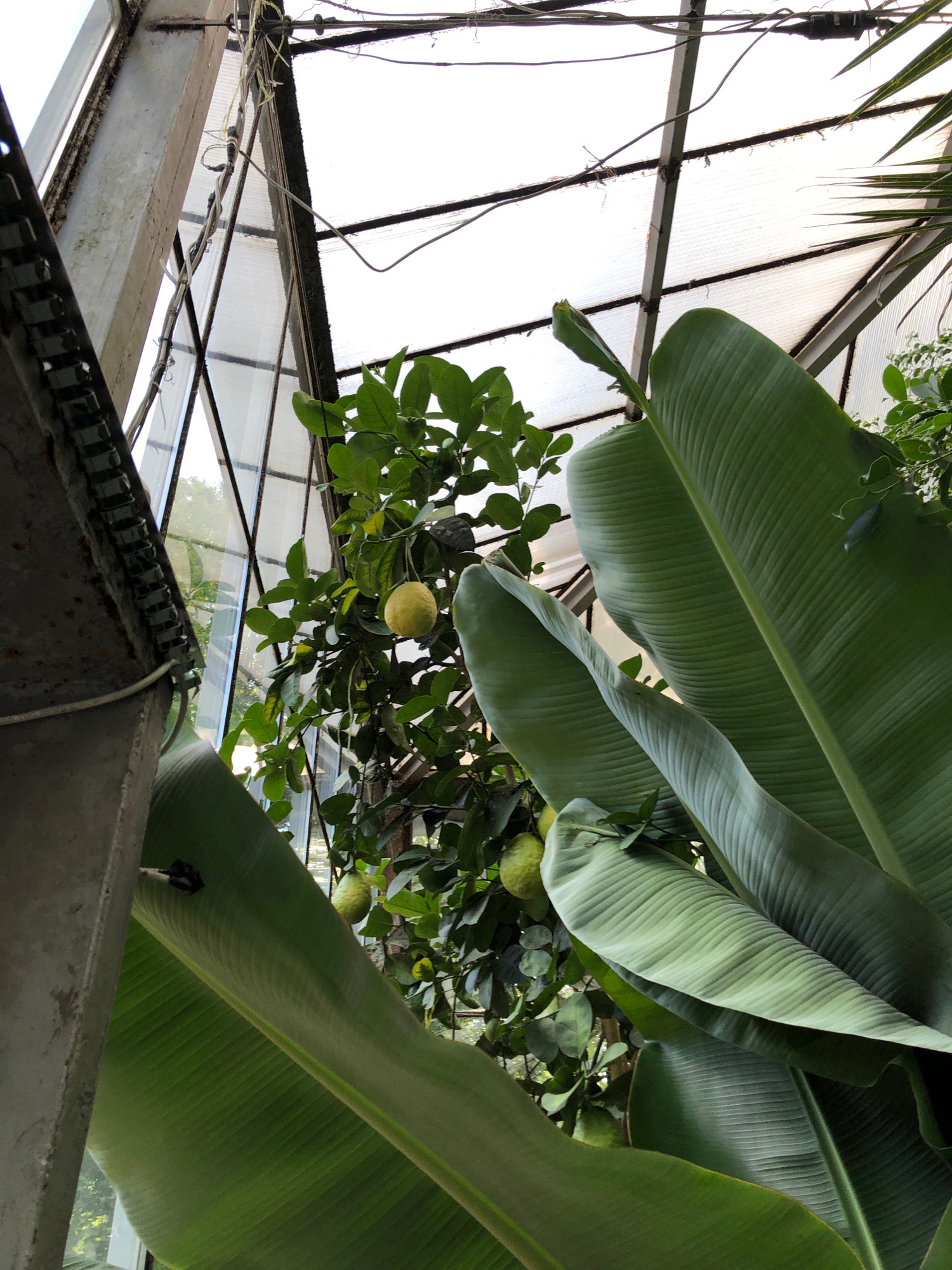 This is a close-up, low-angle shot of a greenhouse interior, focusing on lush green foliage and the structure of the building. In the foreground, large, ribbed leaves of a tropical plant dominate the lower half of the frame, with their textured surfaces and vibrant green color. To the left of these leaves, a lemon tree is visible, bearing several yellow lemons and dense green foliage. The background reveals the greenhouse's roof, constructed with translucent panels supported by dark metal beams, allowing diffused light to enter. The overall environment suggests a controlled, botanical setting. The location is identified as the greenhouse in the Lviv Botanical Garden, Lviv, Ukraine.