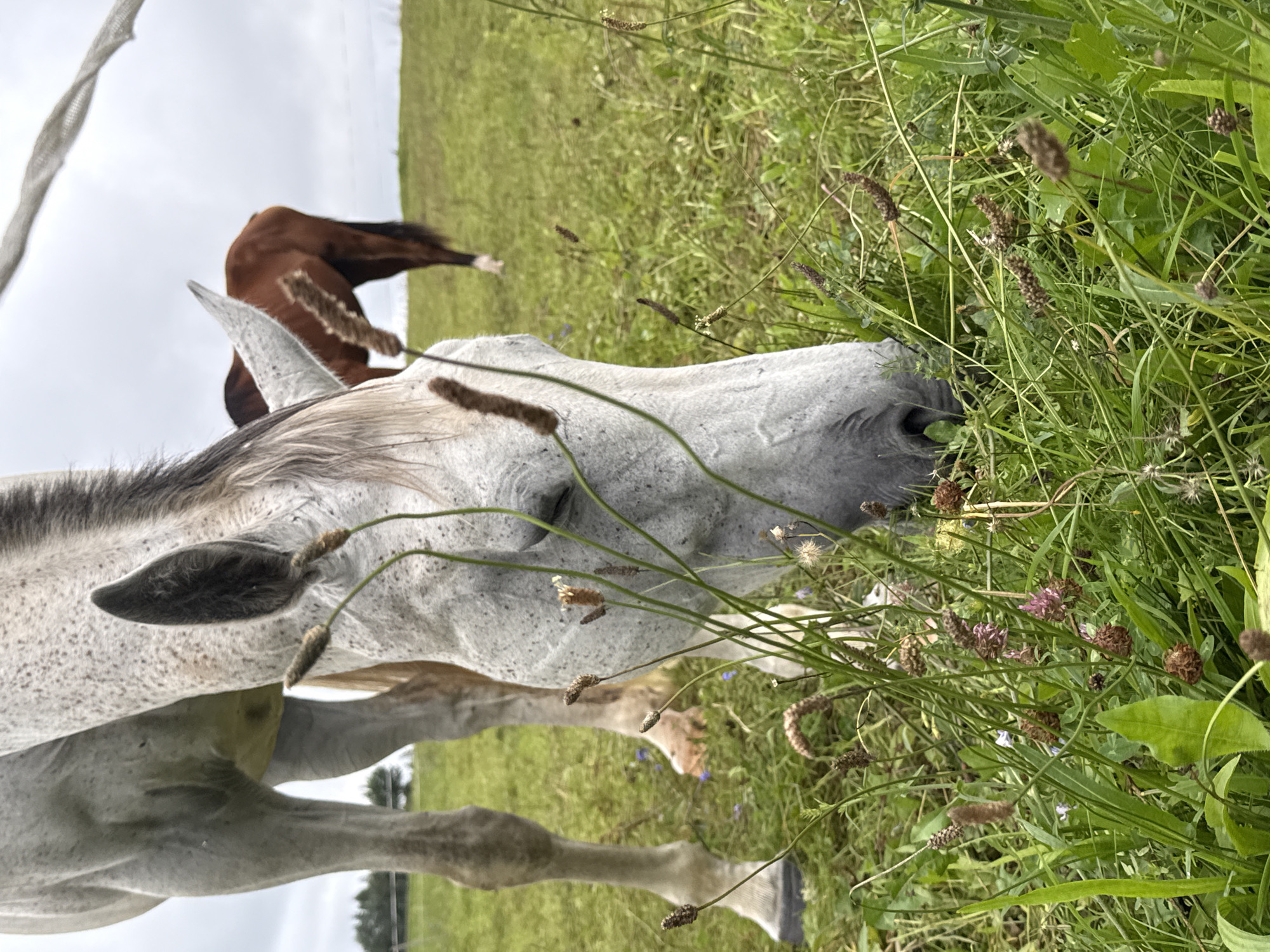 A close-up, low-angle shot captures a dappled gray horse grazing in a grassy field. The horse's head is lowered, its muzzle obscured by tall green grass and seed heads, with its eye visible. The horse's body, from the neck down to its forelegs, is in the frame, showing its dappled gray coat. Behind the primary subject, a bay horse stands in the middle ground, facing away from the camera. The environment is a green, open field with a cloudy sky overhead. The scene is set in the city of Bendoriai, Lithuania.