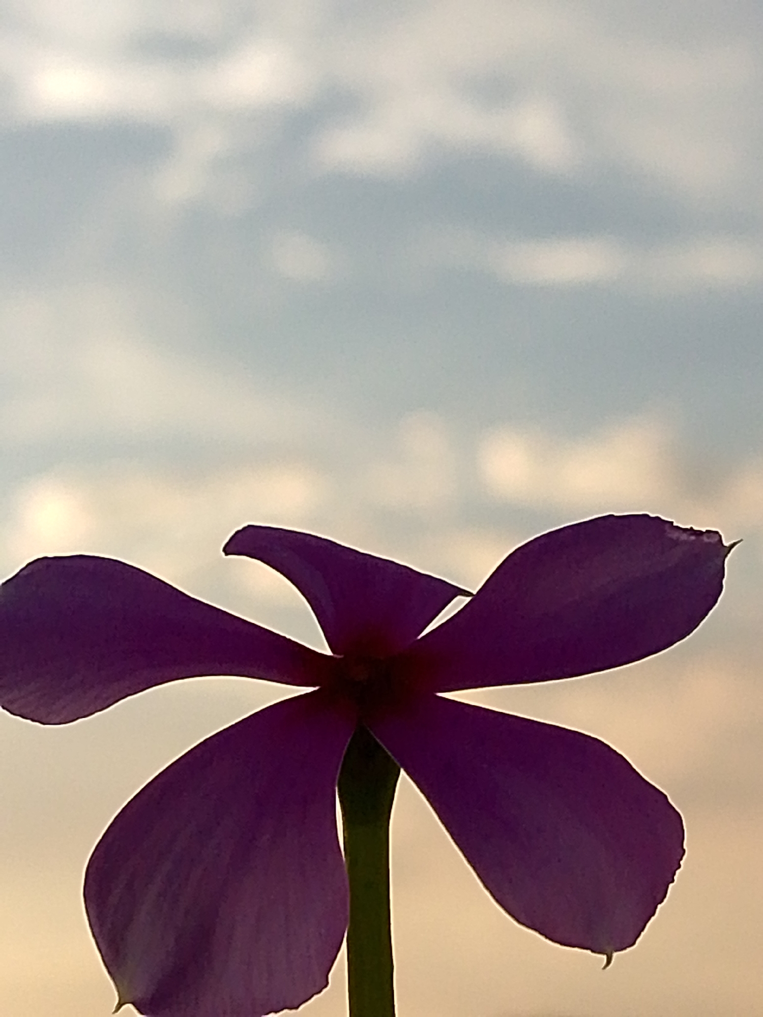 A close-up, vertical, eye-level shot shows a silhouette of a dark purple flower against a pale blue and yellow sky with diffused clouds. The flower, which appears to have five petals, is positioned in the lower half of the frame. The petals are distinct, with the edges appearing slightly serrated. The stem of the flower is a dark green line visible on the right side of the image. The sky occupies the upper two-thirds of the frame and is a gradient of light blue at the top, transitioning to a yellowish hue towards the bottom where it meets the flower. The clouds are soft and appear as blurred white or light gray shapes. The lighting suggests either sunrise or sunset. The overall mood is serene and natural. The image was taken outdoors in an unspecified location.