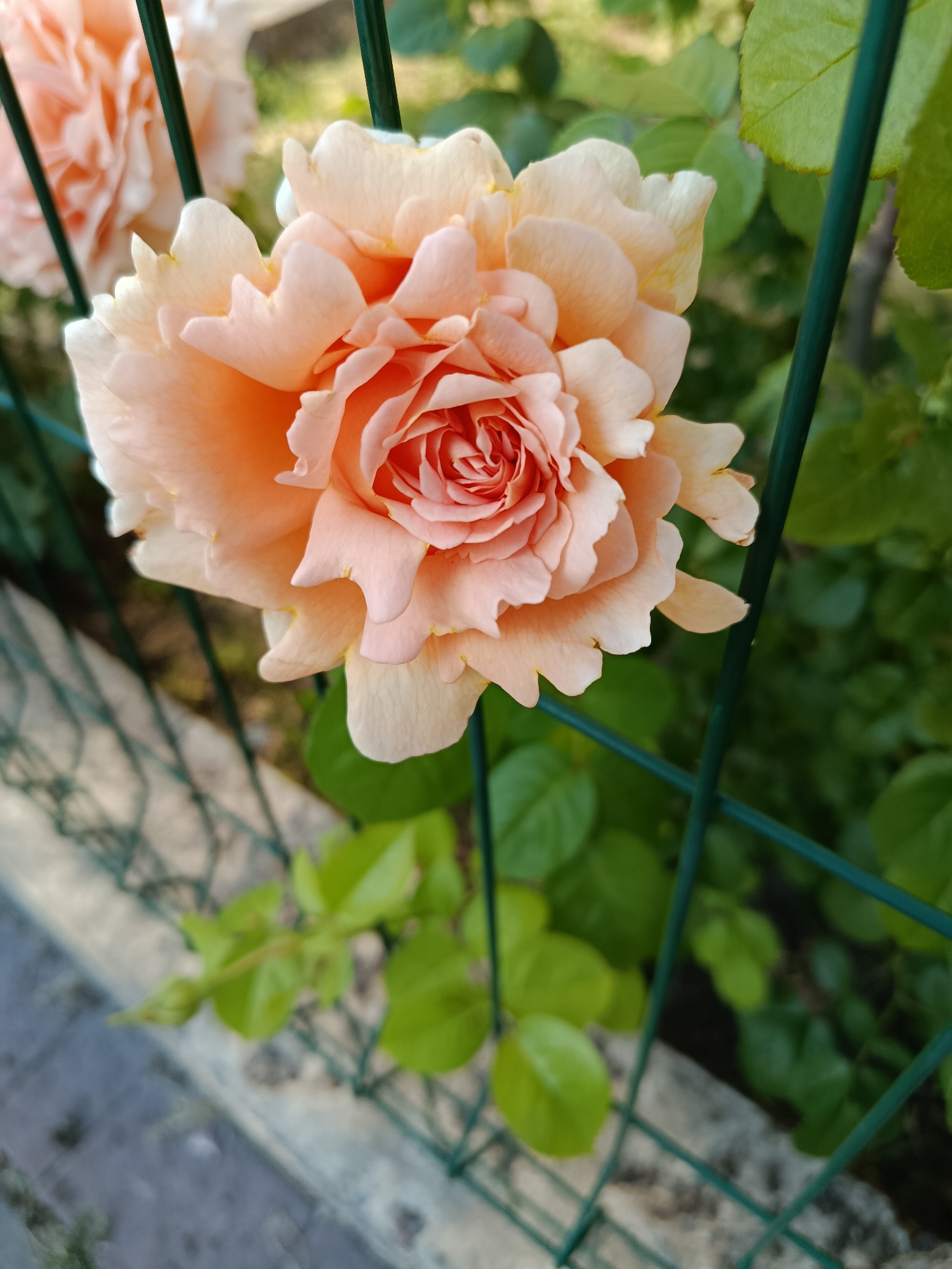 A close-up, eye-level outdoor shot shows a pale orange rose in full bloom, with many delicate petals layered around its center. The rose is positioned in the foreground, slightly to the left of the frame, and is partially obscured by a dark green metal fence that runs vertically through the image. Behind the rose, another similar rose is visible but out of focus, and the background consists of lush green foliage and a hint of a gray stone wall or pathway. The lighting suggests it is daytime, with natural light illuminating the rose. The image is sharp and detailed on the main rose, with a shallow depth of field blurring the background elements.