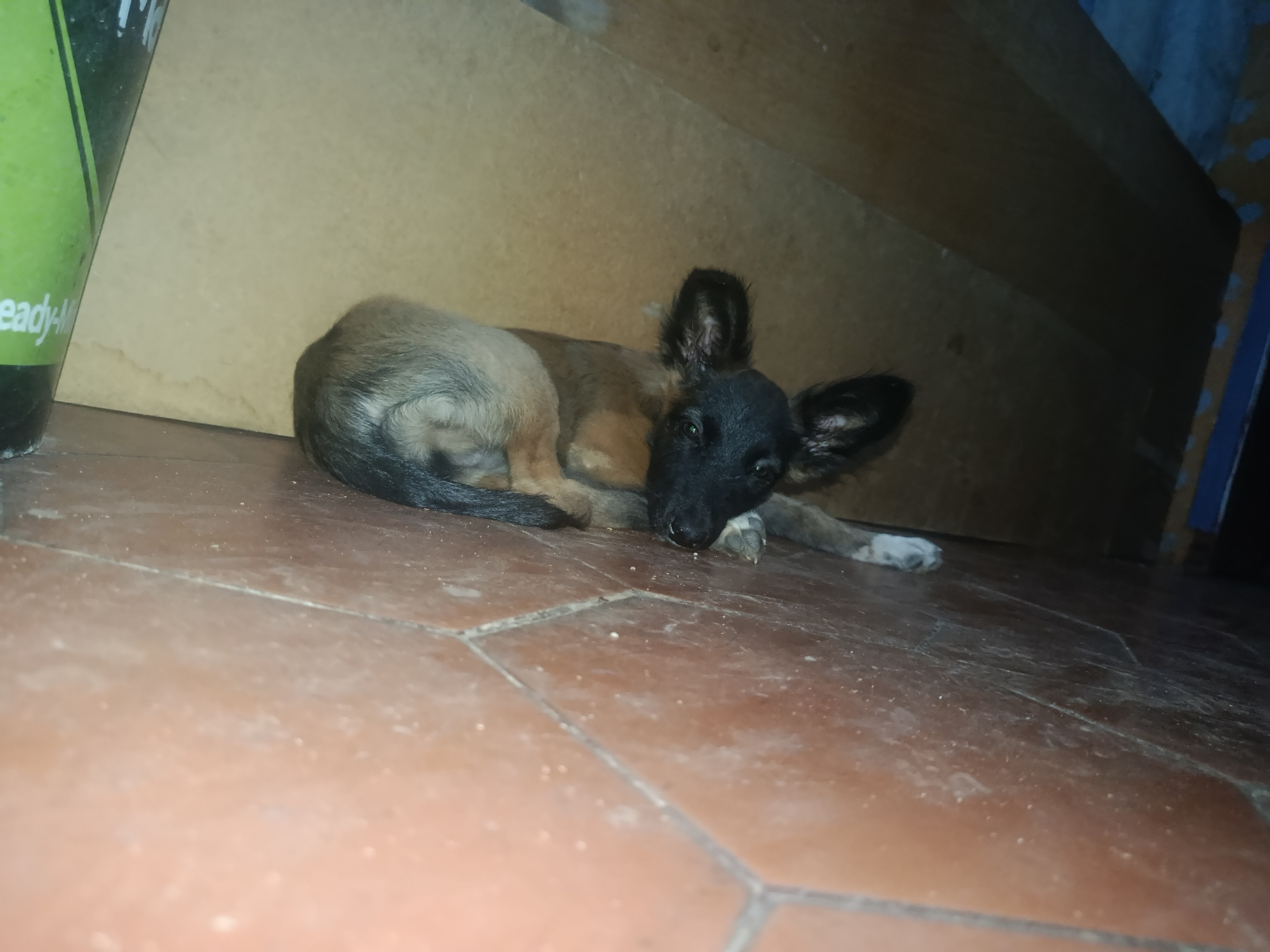 A puppy with tan and brown fur and a black face and ears is lying on a brown tile floor. The puppy's body is curled with its head resting on its front paws. A partially visible green cup is to the left of the puppy. The background consists of a plain, light brown wall and a dark area possibly under furniture. The location is indoors. There is no evidence of the location being in Juan Griego, Venezuela.