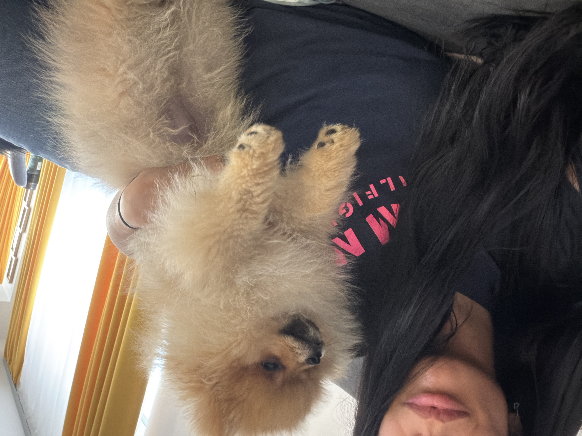 A person is holding a fluffy, tan Pomeranian dog in their arms. The dog is positioned upside down, with its paws facing the camera. The person has long, dark hair and is wearing a dark blue t-shirt with pink lettering. The background includes yellow curtains and a window. The location is not discernible as Shumen, Bulgaria.