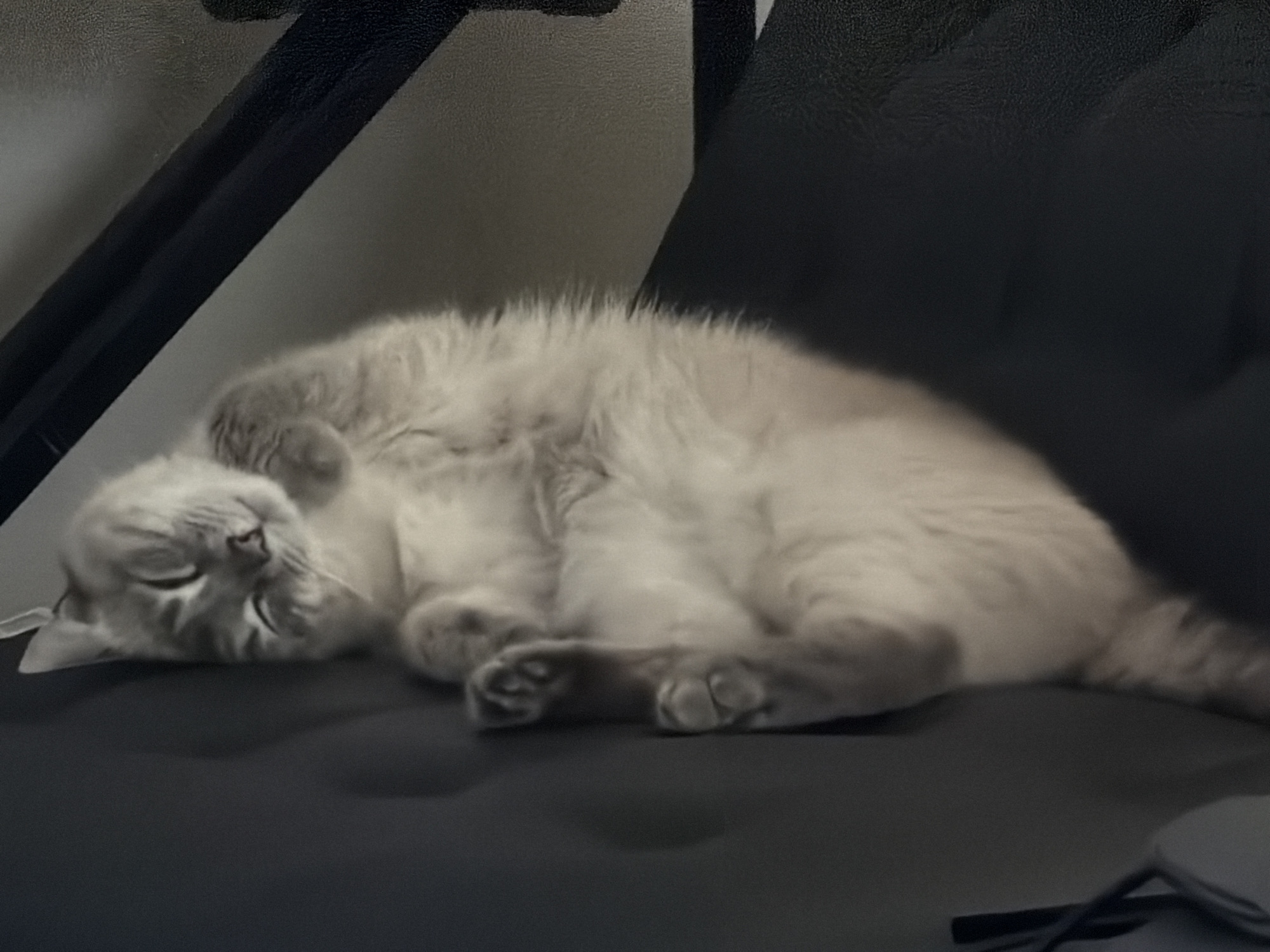 A light-colored, fluffy cat is sleeping on its back on a black, textured surface. The cat's eyes are closed, and its paws are curled up. The background is dark and blurred, suggesting a dimly lit indoor environment. There are no discernible landmarks or indications of a specific location within Pittsburgh, United States of America.