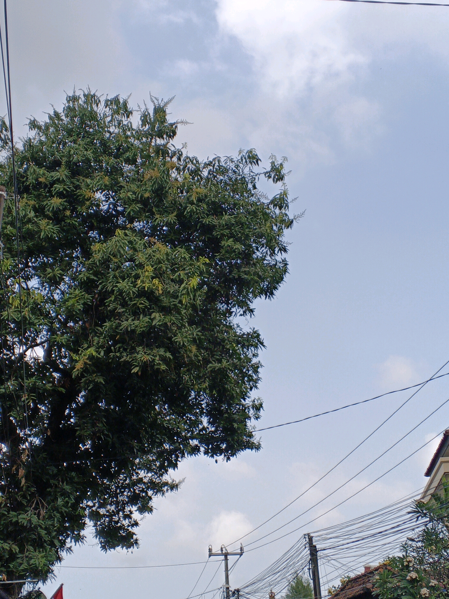 An outdoor, low-angle shot captures a large, leafy tree dominating the left side of the frame, its branches reaching towards the cloudy sky. The tree's foliage is a dense green, with some lighter green clusters that might be flowers or young leaves. A dark electrical wire runs horizontally across the upper portion of the image, partially obscuring the tree.
In the lower right quadrant, a portion of a building with a tiled roof is visible, suggesting an urban or suburban setting. Numerous electrical wires are strung between utility poles, creating a tangled network that fills the lower right and center of the image. These wires are a prominent feature, crossing over each other and extending towards the right edge of the frame. The sky is a pale blue with scattered white clouds. The scene appears to be in Denpasar, Indonesia, given the presence of such extensive overhead wiring and the dense vegetation, typical of tropical urban environments. There are no people visible in the image.