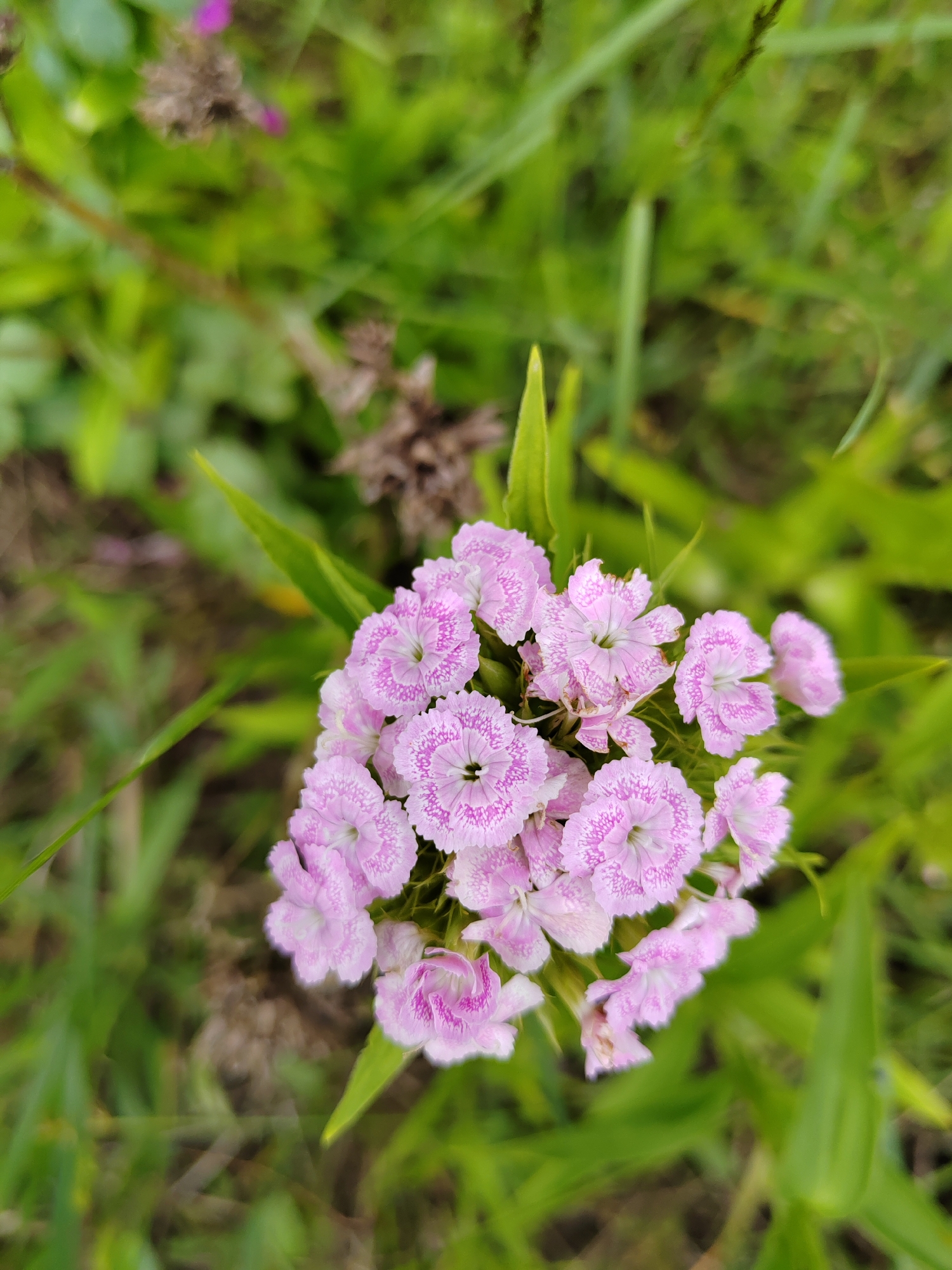 A cluster of delicate, light pink flowers with serrated petals and darker pink markings in their centers is shown in a close-up, top-down view. The flowers are set against a blurred background of green foliage and brown dried plant matter. The scene is likely outdoors, given the natural environment. There are no people or animals visible in the image.