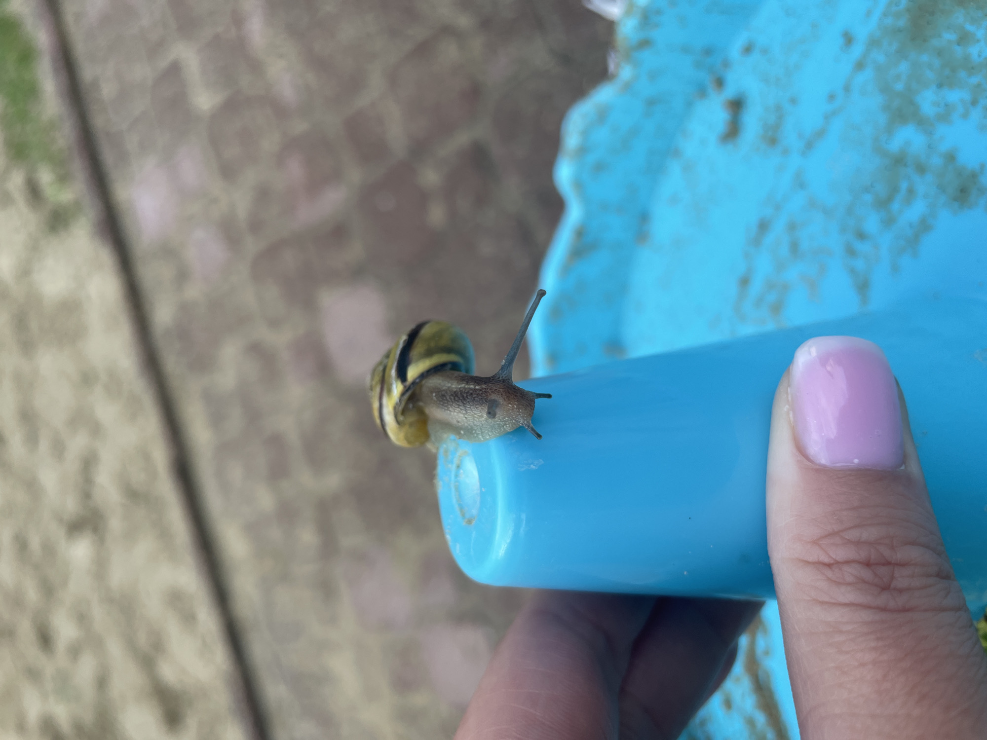 A snail is perched on a light blue plastic object held by a human hand. The snail has a light-colored shell with dark stripes and a light brown body with two antennae extended. The human hand features a thumb with light pink nail polish. The background includes a blurry outdoor scene with a gray, textured surface, possibly paving stones.