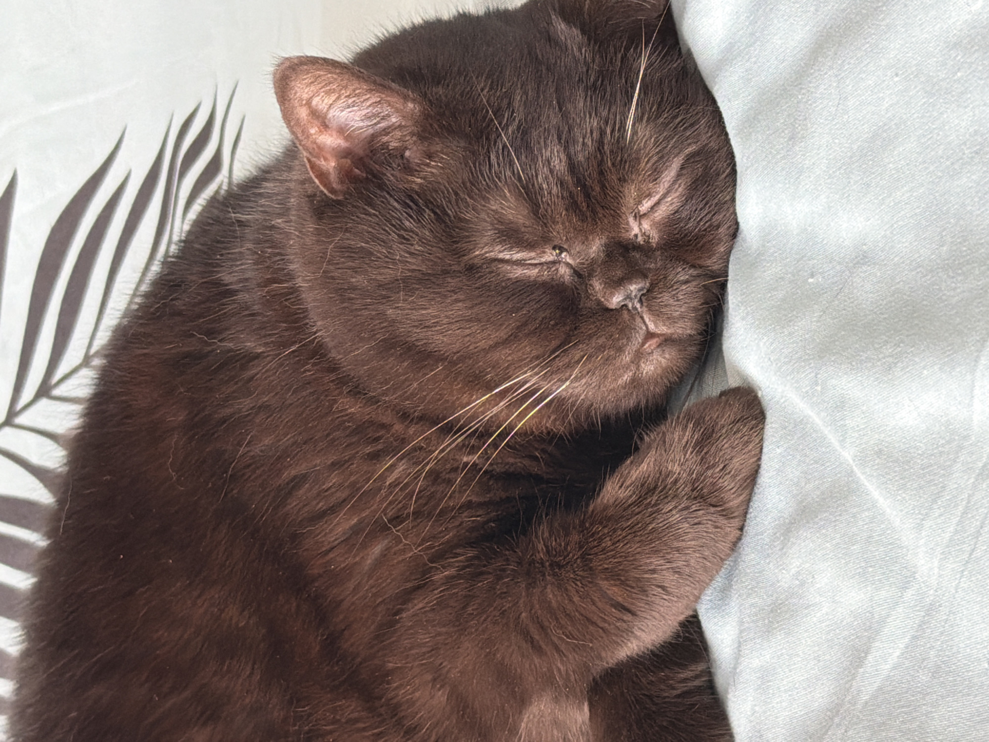 A close-up, eye-level shot captures a fluffy brown cat sleeping soundly on a light blue, wrinkled surface, possibly a blanket or bedsheet. The cat's eyes are closed, its ears are relaxed, and its whiskers are visible against its fur. The background features a pattern of dark, thin, elongated shapes, resembling leaves or branches, printed on a white surface. The lighting is soft, casting subtle shadows. The scene is domestic and peaceful, with no indication of a specific location in Brest, Belarus.