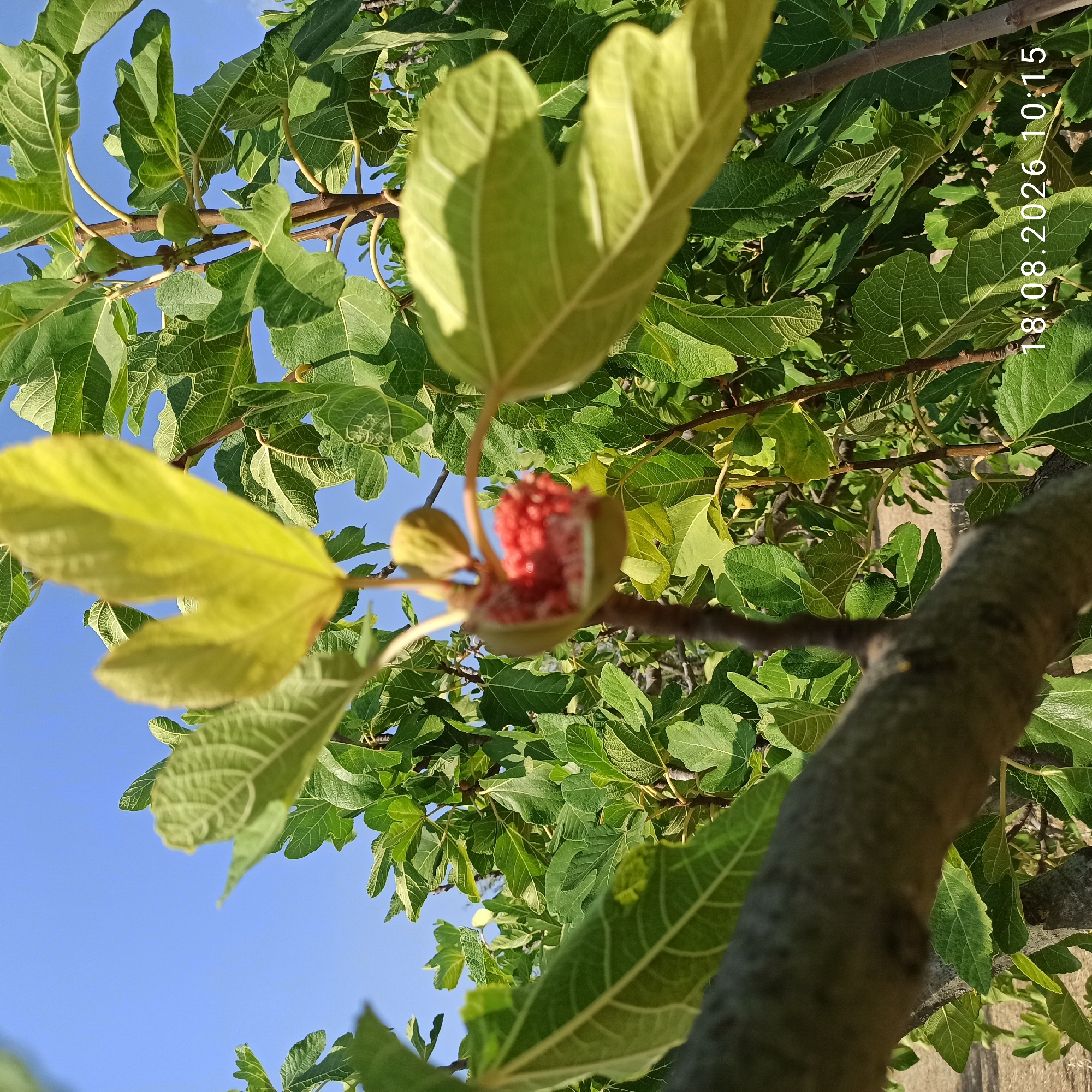 A close-up, low-angle shot captures a partially opened fig fruit on a fig tree against a bright blue sky. The fig is ripe, revealing its vibrant red interior filled with seeds. The surrounding leaves of the fig tree are a mix of green and lighter yellow-green, some in focus and others blurred, creating a shallow depth of field. A thick, brown branch of the tree occupies the foreground, extending diagonally across the bottom left of the frame. The background is filled with more green fig leaves and the clear sky. In the bottom right corner, white text overlays the image, displaying "18.08.2026 10:15". The scene is outdoors, likely in a garden or orchard. The photograph was taken in Bitonto, Italy.