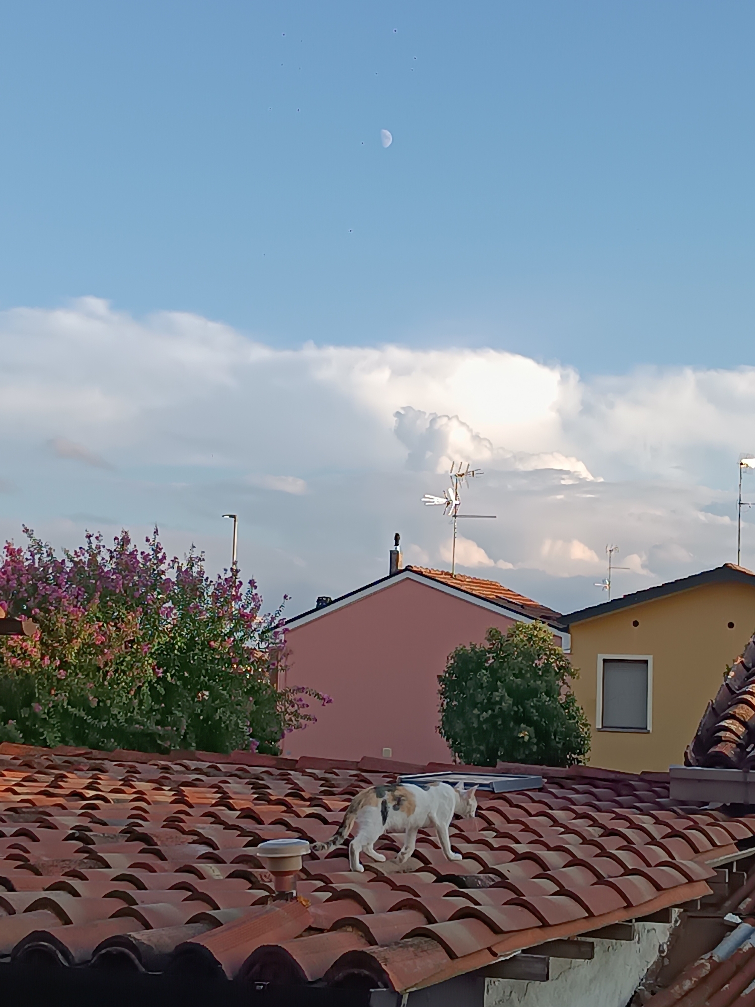 In Viadana, Italy, on a sunny day with scattered clouds and a visible crescent moon, a calico cat walks across a terracotta tiled roof. The cat is primarily white with patches of black and orange. Behind the cat, a pink-colored house and a yellow-colored house are visible, both topped with terracotta tiles. A vibrant bush with pink flowers is situated to the left of the pink house. Several television antennas are mounted on the roofs of the houses. The sky is a clear blue with fluffy white clouds.