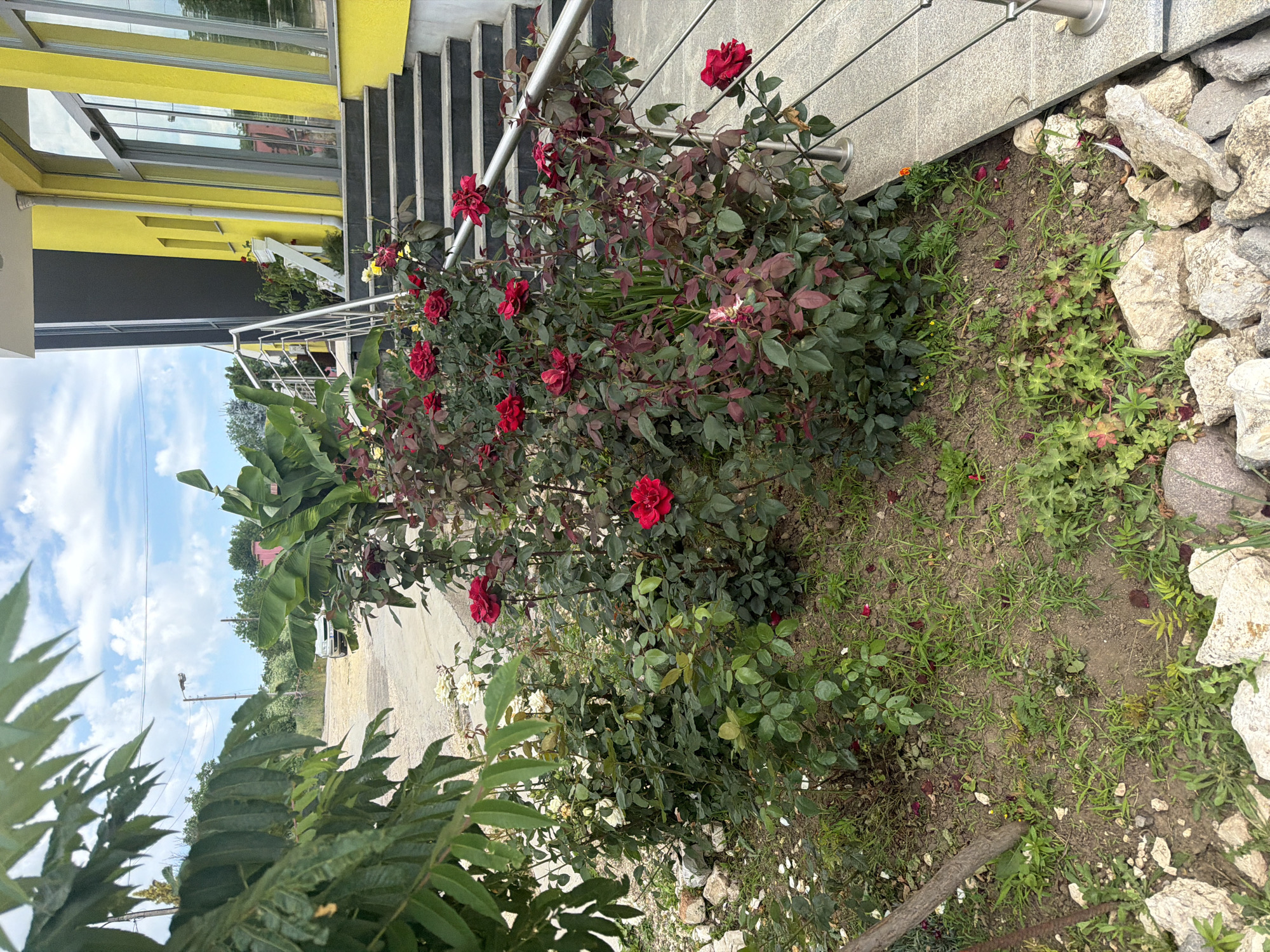 The image depicts a vibrant garden situated outside a yellow building, likely a business or residential establishment, in the city of Chervena Voda, Bulgaria. The foreground is dominated by a lush rose bush with numerous red blooms and dark green foliage, interspersed with some lighter green leaves and a few white rose blossoms. Scattered around the base of the roses are white rocks, some of which are quite large, and a wooden stake. The ground is covered in a mix of soil and grass. To the right of the roses, a paved walkway leads up a set of grey stairs, flanked by a silver metal railing. This walkway and stairs are adjacent to the yellow building. In the background, a large leafy plant, possibly a banana tree, stands tall. Further back, a gravel road is visible, with a car parked on it and a lamppost. The sky above is partly cloudy with a bright blue sky. The overall scene suggests a well-maintained outdoor space connected to a modern building.