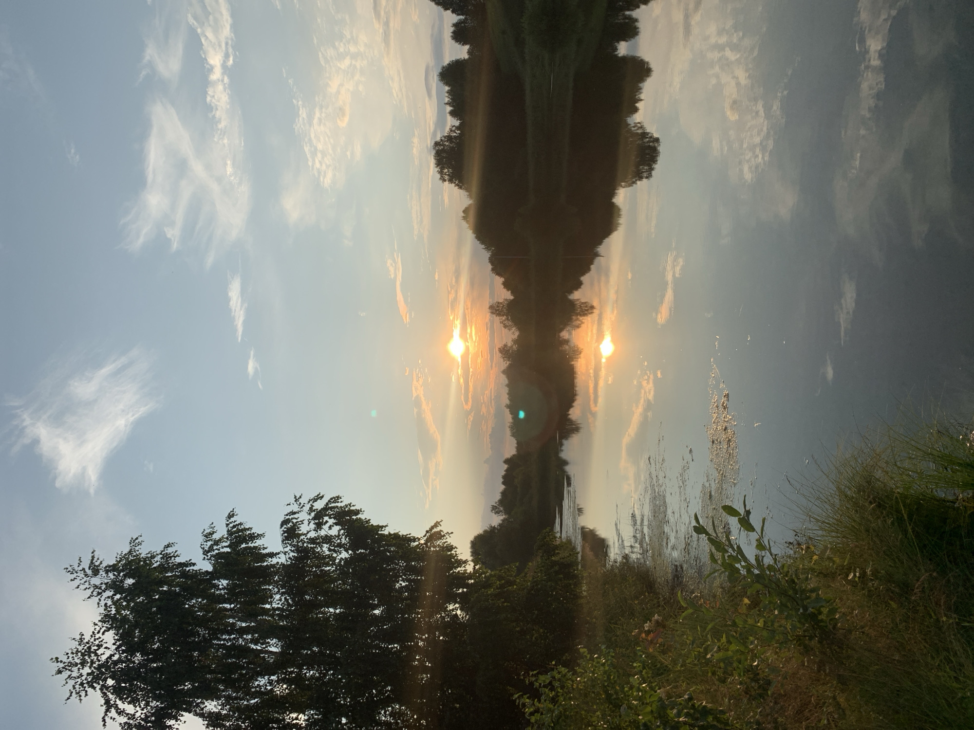 The photograph captures a serene sunset over a body of water, likely a river or lake, bordered by lush vegetation and trees. The sun, a bright orb, is partially obscured by thin clouds, casting a warm glow and creating a shimmering reflection on the water's surface. Wispy clouds drift across a pale blue sky, tinged with orange and pink hues from the setting sun. A large tree with a distinctive wispy canopy dominates the left side of the frame, its silhouette dark against the luminous sky. The foreground features a grassy bank with tall reeds and some scattered aquatic plants in the water. The overall impression is one of tranquility and natural beauty. This scene could be located in a natural area within or near Zasechnyi, Russia, where such landscapes are common. There are no people or animals visible in the image.