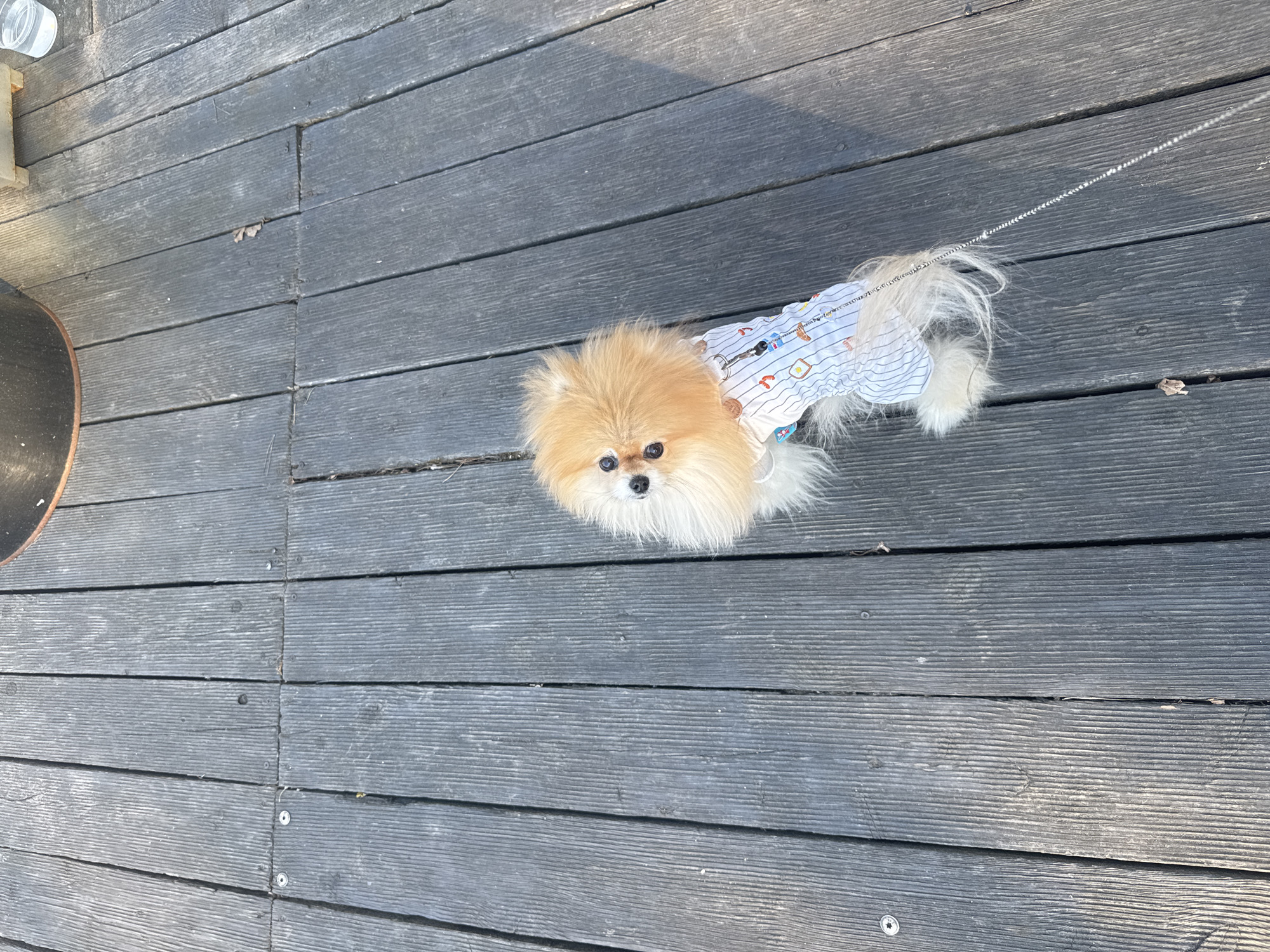 A Pomeranian dog is standing on a wooden deck. The dog is wearing a white and blue striped shirt and is attached to a silver leash. The deck consists of gray wooden planks with visible grain and screws. A portion of a dark, possibly black, circular object is visible in the lower left corner of the frame. The location is unknown and cannot be assumed to be in the city of Białobrzegi, Poland, based on the provided image.