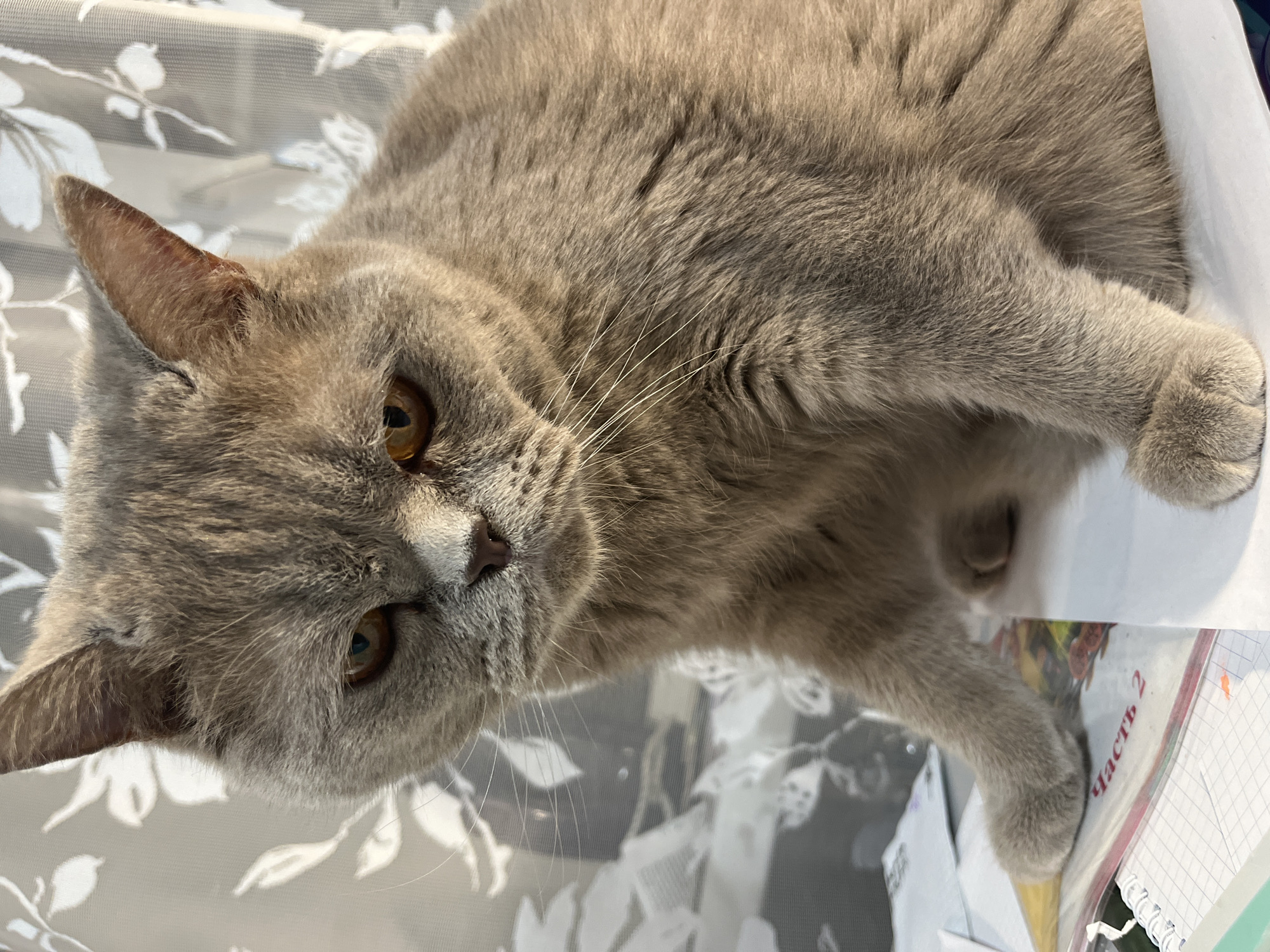 A light grey British Shorthair cat is the primary subject of this indoor portrait, taken in Chaikovsky, Russia. The cat is lying down, with its head slightly tilted, and is looking directly towards the viewer. Its dense, plush fur is a soft, muted grey, possibly a dilute blue or lilac. The cat has striking amber-orange eyes that appear wide and observant, and prominent white whiskers extending from its muzzle. The inside of its pointed ears shows a faint pinkish hue.
The setting appears to be a home, with the cat resting on a surface, likely a table or desk, partially covered by white papers or fabric. Visible beneath one of the cat's front paws is a notebook or book, displaying Cyrillic text. The word "ЧАСТЬ" (CHAST', meaning "PART") and the number "2" are clearly discernible on the paper. The background features a sheer, light-colored curtain with a delicate white floral or leaf pattern. The scene is brightly lit by natural light, suggesting it is daytime. The cat appears calm and relaxed.
