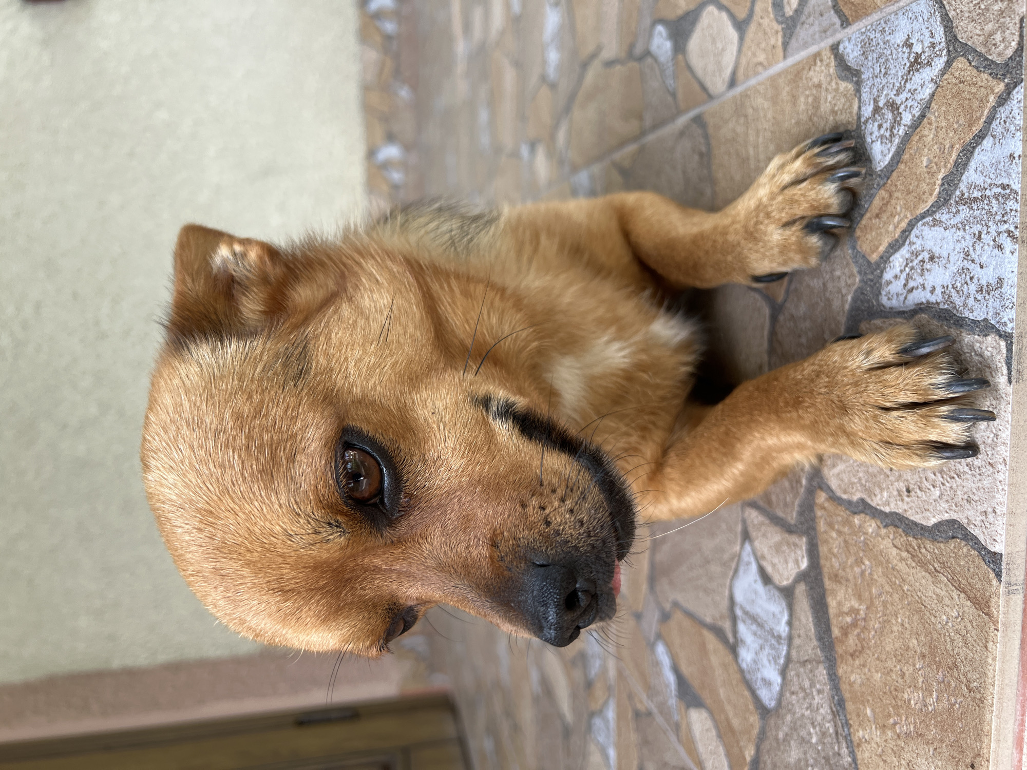 A medium shot captures a small, brown dog lying down on a tiled floor. The dog is positioned facing left with its head tilted down and slightly to the side. Its fur is a mix of light and dark brown, with lighter fur on its chest and underbelly. The dog's eyes are dark brown and appear to be looking downwards. A small portion of its pink tongue is visible. The dog's paws are resting on the floor, which is covered in irregularly shaped tiles of beige, brown, and gray. In the background, a portion of a wall and a door are visible. The lighting suggests an outdoor or semi-outdoor setting. There are no people or other animals in the image.