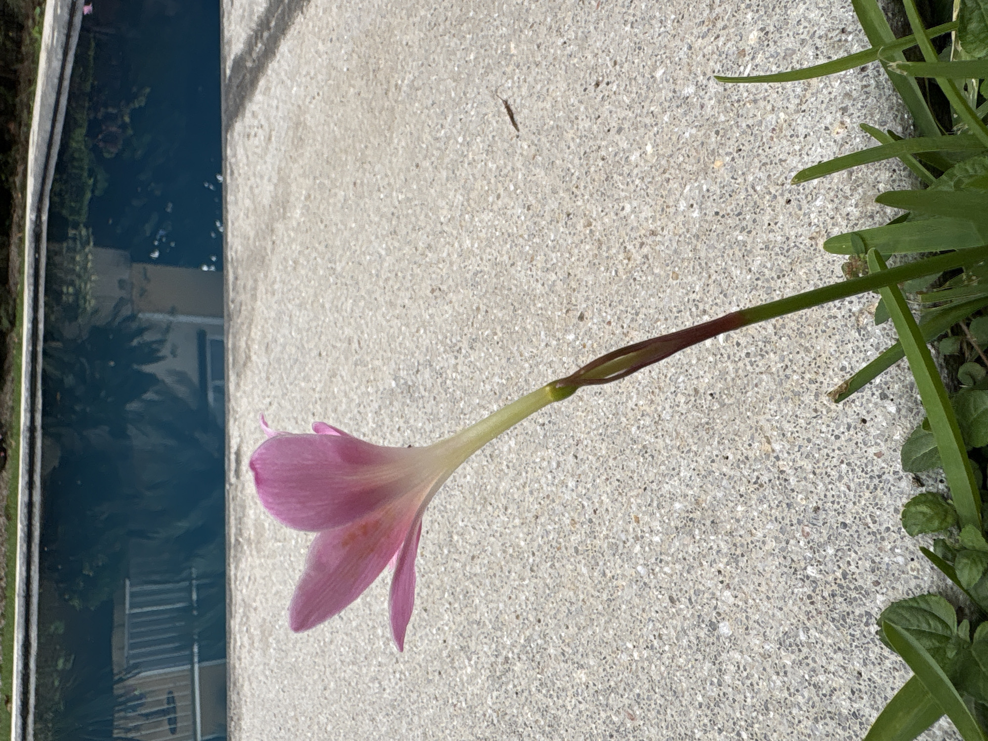 A single pink *Zephyranthes* (rain lily) flower stands upright in the lower left, emerging from a patch of green grass-like foliage. The flower displays pale pink petals and a light green stem that transitions to a reddish-brown hue at its base. The flower is positioned beside a textured, light gray concrete or aggregate patio surface, which occupies the majority of the mid-ground. A small, dark, elongated object, possibly an insect or debris, is visible on the concrete surface in the upper right quadrant of the patio area. In the background, a swimming pool with dark blue water stretches horizontally, bordered by a darker coping stone. The water's surface reflects an inverted image of a light-colored building featuring white railings or balconies, along with green foliage, suggesting an overhead structure and surrounding vegetation. The scene is located in Cuernavaca, Mexico.