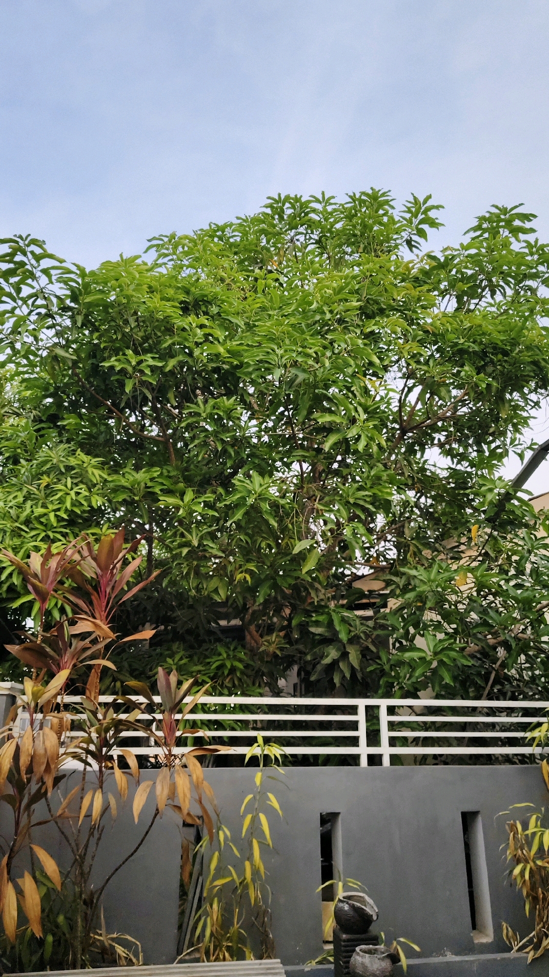 The image captures an outdoor scene with a large, leafy green tree dominating the upper half of the frame. Below the tree, a gray wall topped with a white railing creates a visual division. In front of the wall, several plants are visible, some with red and brown foliage and others with yellowing leaves. The sky above is a pale blue with some wispy clouds. The overall impression is of a residential area in Banjarmasin, Indonesia, likely a garden or yard with mature vegetation. There are no people or animals present. The lighting suggests it could be late afternoon or early morning, with the sun not directly overhead.