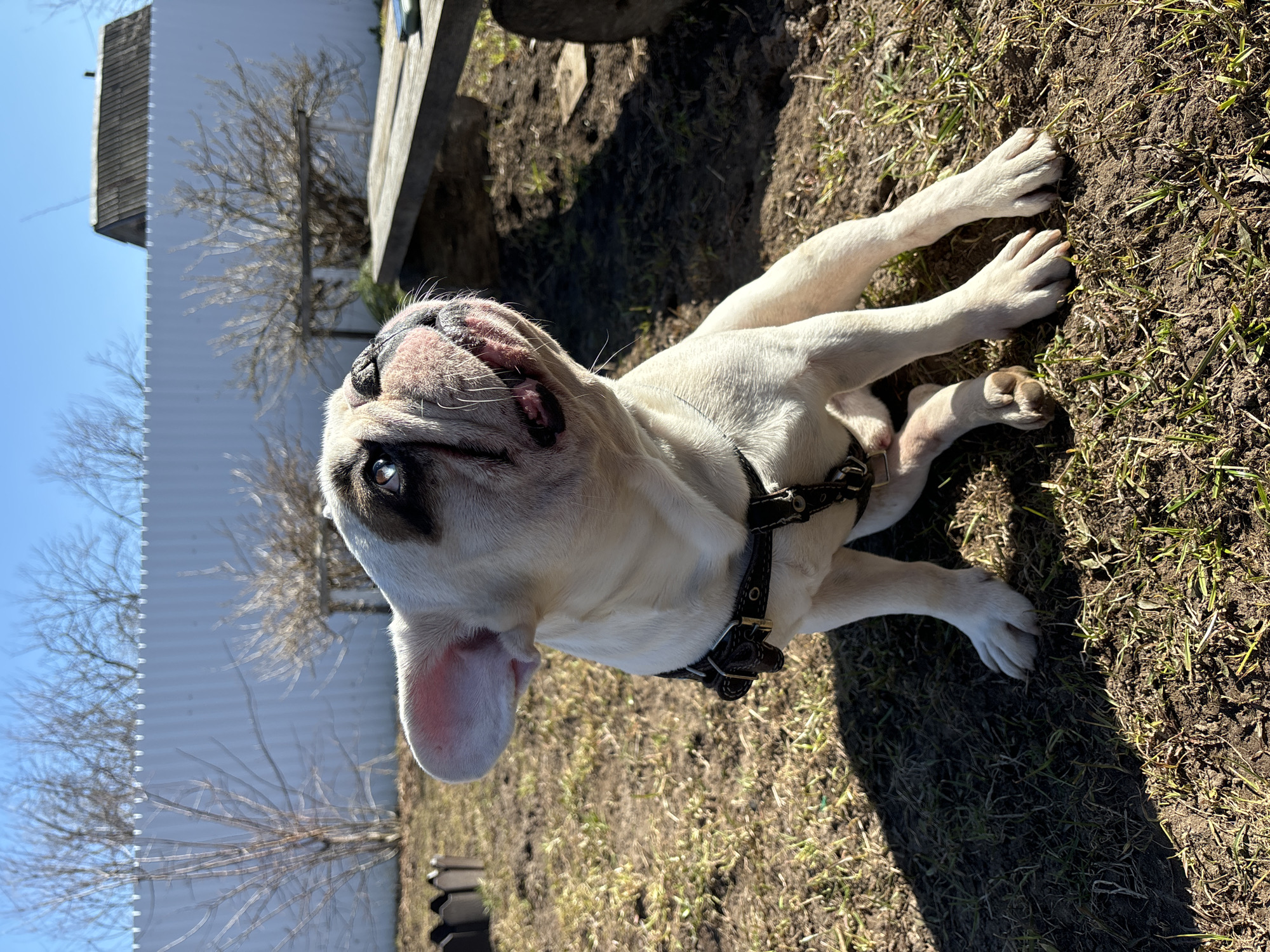 A white French Bulldog is depicted lying on its side or back on sparse ground cover, looking upwards with a relaxed expression. The dog has distinctive dark markings around its eyes and nose, contrasting with its otherwise white fur. It is wearing a dark leather harness with metallic buckles. Its mouth is slightly open, revealing its tongue and a few teeth.
The setting is outdoors under bright sunlight, which casts prominent shadows, indicating a clear day. The ground consists of dry, exposed dirt mixed with patches of light green and brown grass, suggesting a late winter or early spring season.
In the background, a tall, white corrugated metal structure, possibly a building or large shed, is visible. Bare-branched trees stand between this structure and a clear, light blue sky. To the right of the dog, a part of a wooden structure, possibly a bench or fence, can be seen.
No text is visible in the image. The scene conveys a peaceful outdoor moment, possibly in a yard or an undeveloped area, with the dog enjoying the sunshine. The location context provided is Noviy, Russia.