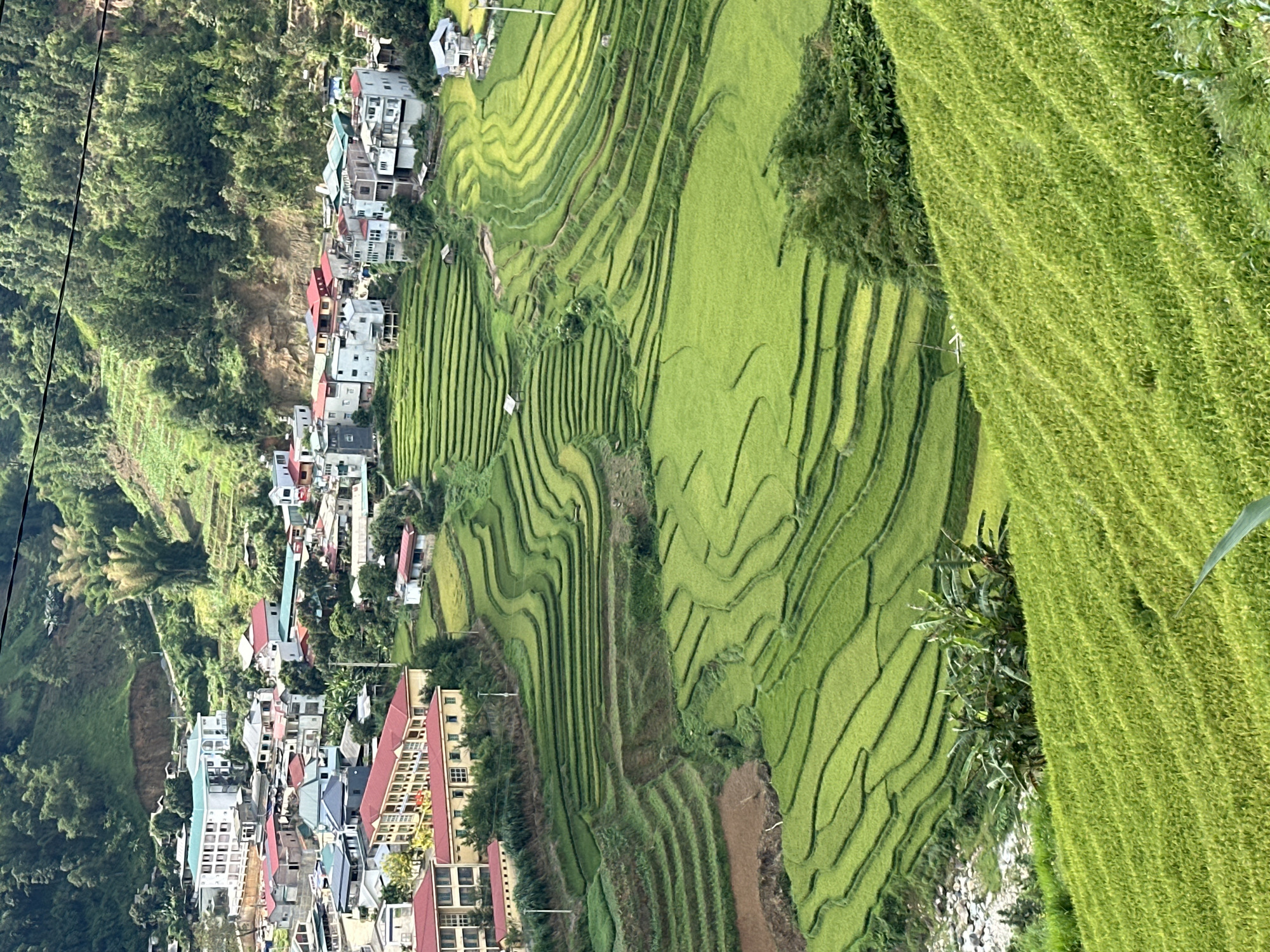 This image, rotated 90 degrees clockwise from its intended orientation, captures a breathtaking panoramic view of terraced rice fields and a village nestled in the mountainous landscape of Lao Chai, Vietnam.
The scene is predominantly green, showcasing extensive, vibrant green rice terraces that meticulously carve the hillsides. These terraces form intricate, undulating patterns, indicating a well-established and active agricultural system. Some fields appear freshly planted or well into their growth cycle, displaying a uniform, bright green hue, while others show slight variations in shade, possibly due to different stages of cultivation or soil composition. Small, isolated huts or shelters can be discerned within the terraced areas.
A village or small town stretches across the midground and left side of the frame. It comprises numerous houses and multi-story buildings, many featuring distinctive red or light-colored roofs, alongside some with turquoise or grey rooftops. The architecture suggests a blend of traditional and more modern structures, characteristic of a developing rural community. The village appears to follow the natural incline of the terrain, with buildings clustered along what might be a road or path. Dense forests and natural vegetation flank the village and cover the steeper slopes of the surrounding mountains, providing a lush backdrop.
The image captures the scene during daylight hours, with clear, bright illumination and no visible clouds, suggesting fair weather. While no specific human figures or activities are discernible, the expansive and well-maintained rice terraces clearly indicate human agricultural activity, and the presence of the village points to an active community. Faint utility lines are visible crossing the upper left portion of the image. The overall impression is one of serene natural beauty intertwined with human endeavor, showcasing the unique cultural landscape of the region. There is no visible text in the image.