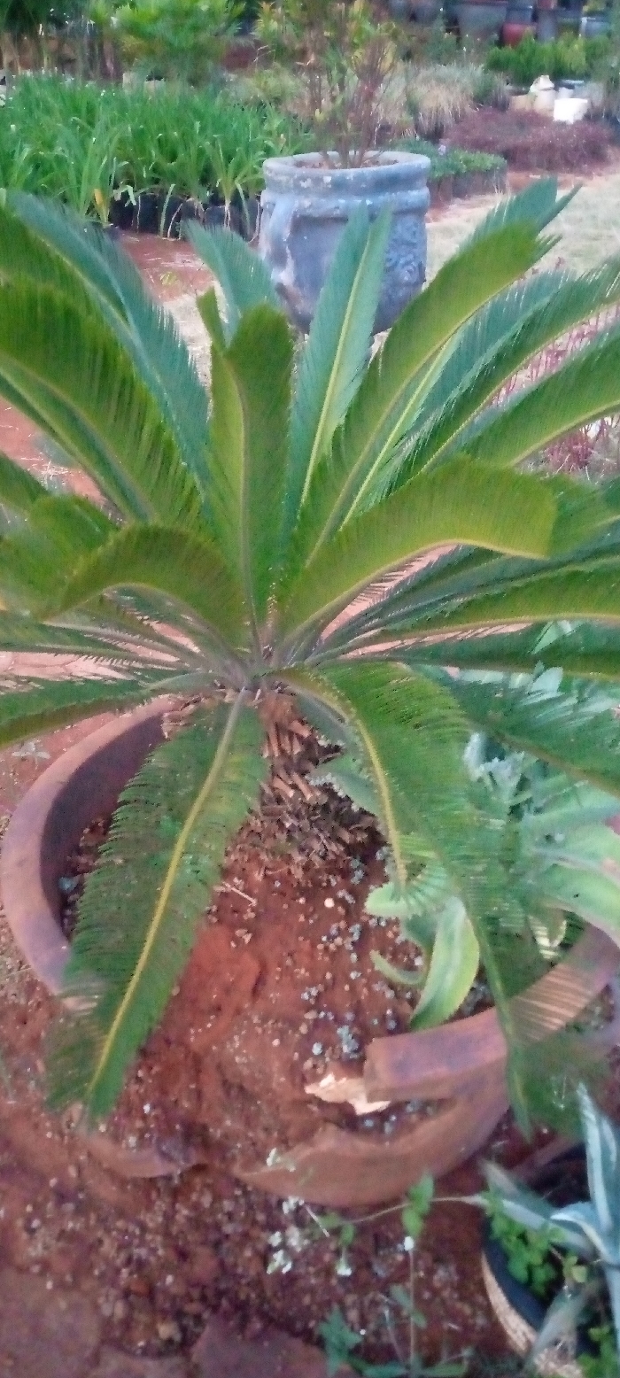 The image captures an outdoor scene, likely within a plant nursery or garden center, in Kenol, Kenya. The primary subject is a Sago Palm (Cycas revoluta) with vibrant green, stiff fronds, planted in a large, round, reddish-brown terracotta pot. The pot shows signs of wear, including a visible chip or break on its right side. The soil inside and immediately surrounding the pot is a reddish-brown, with some leaf litter or organic matter near the base of the palm.
In the mid-ground, blurred by shallow depth of field, a large, grey, decorative pot, possibly made of concrete or stone, is prominent on the right. To the left of this grey pot, rows of smaller, grass-like plants in black plastic bags are visible, characteristic of nursery stock. The background features a variety of other green foliage and indistinct plants, further reinforcing the garden or nursery setting.
The lighting is soft and natural, suggesting daytime without direct harsh sunlight, possibly an overcast day or a shaded area. No specific activity or event is taking place. There are no people visible, nor is there any discernible text within the image. The scene conveys a tranquil horticultural environment.