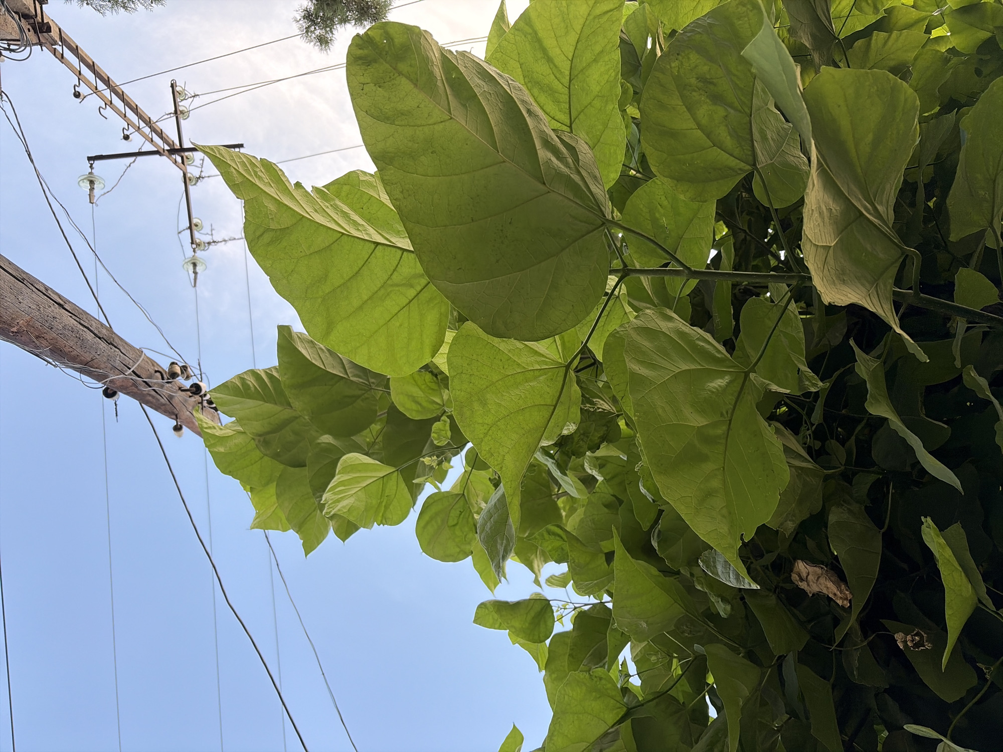The image shows a close-up view of large green leaves from a tree or vine, with a utility pole and power lines visible in the background against a clear blue sky. The leaves are lush and take up a significant portion of the frame, some obscuring parts of the sky and the utility infrastructure. The utility pole appears weathered and made of wood, with ceramic insulators and metal wires attached. The overall scene suggests an outdoor setting, possibly in a semi-urban or rural area where vegetation grows near power lines. The lighting indicates it is daytime, with bright sunlight illuminating the leaves from behind in some areas, creating a slightly translucent effect. There is no visible text in the image. The context provided places the location in Kant, Kyrgyzstan.