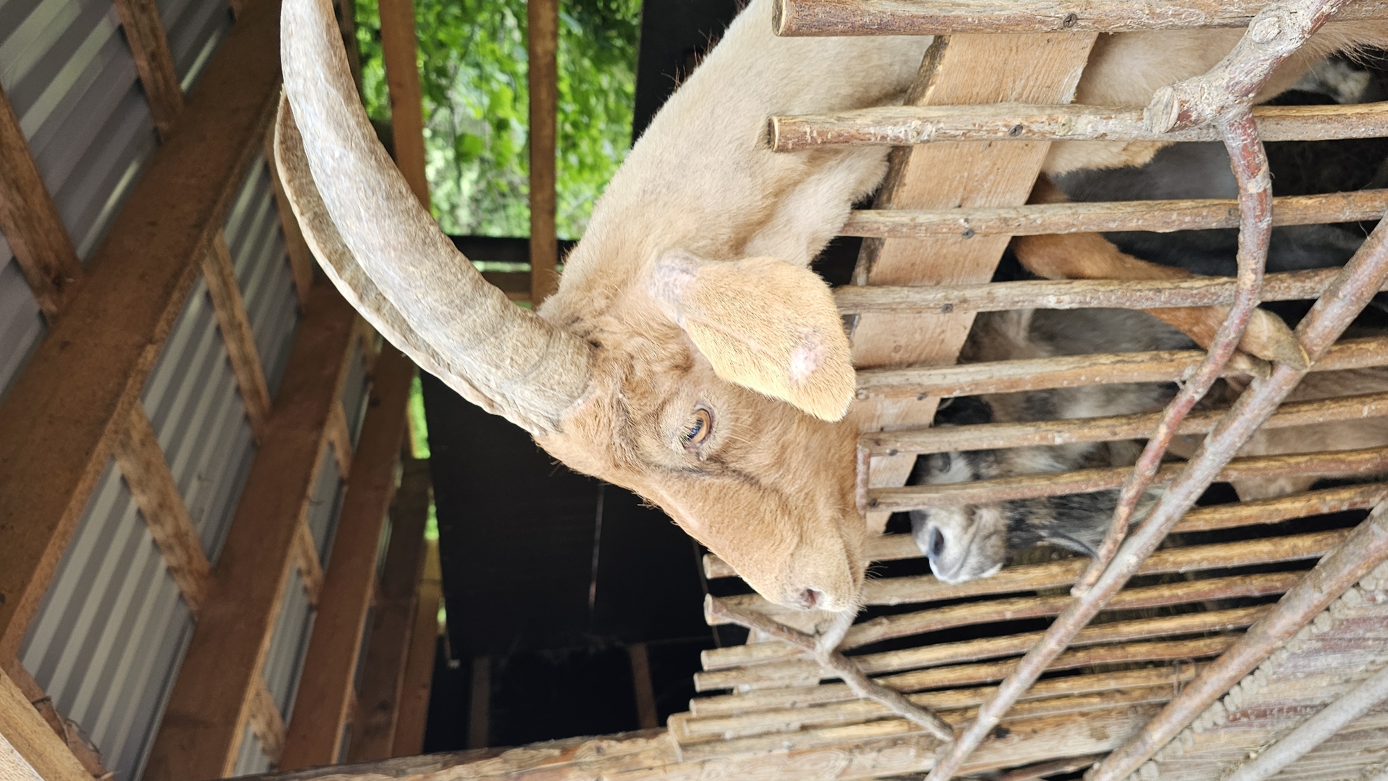 A light brown goat with large, curved horns is visible in the foreground, looking to the left. The goat is inside a wooden enclosure with vertical wooden bars. Behind the goat, other goats are partially visible. The enclosure has a corrugated metal roof supported by wooden beams. Green foliage is seen in the background. The scene appears to be an outdoor enclosure, possibly a farm or zoo, in the city of Kommunstroi, Russia.