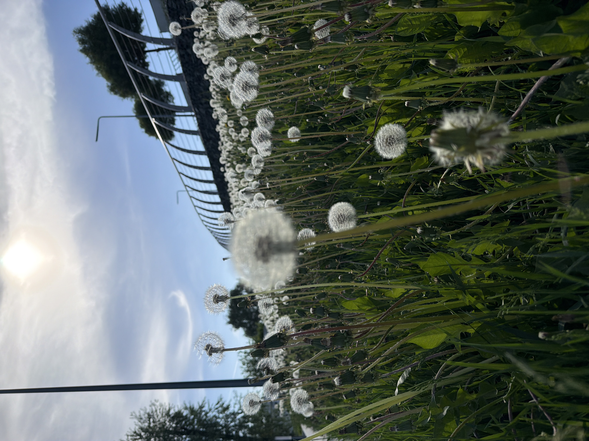 The image presents a ground-level perspective of a field of dandelions in Votkinsk, Russia. The dandelions are in their seedhead stage, with numerous fluffy white spheres dominating the foreground. Green grass and dandelion leaves provide a dense backdrop to the seedheads. A metal railing is visible in the background, suggesting the dandelions grow along a walkway or path. The sky is pale blue with scattered white clouds, with the sun causing a bright flare to the left. Trees are visible in the background beyond the railing.