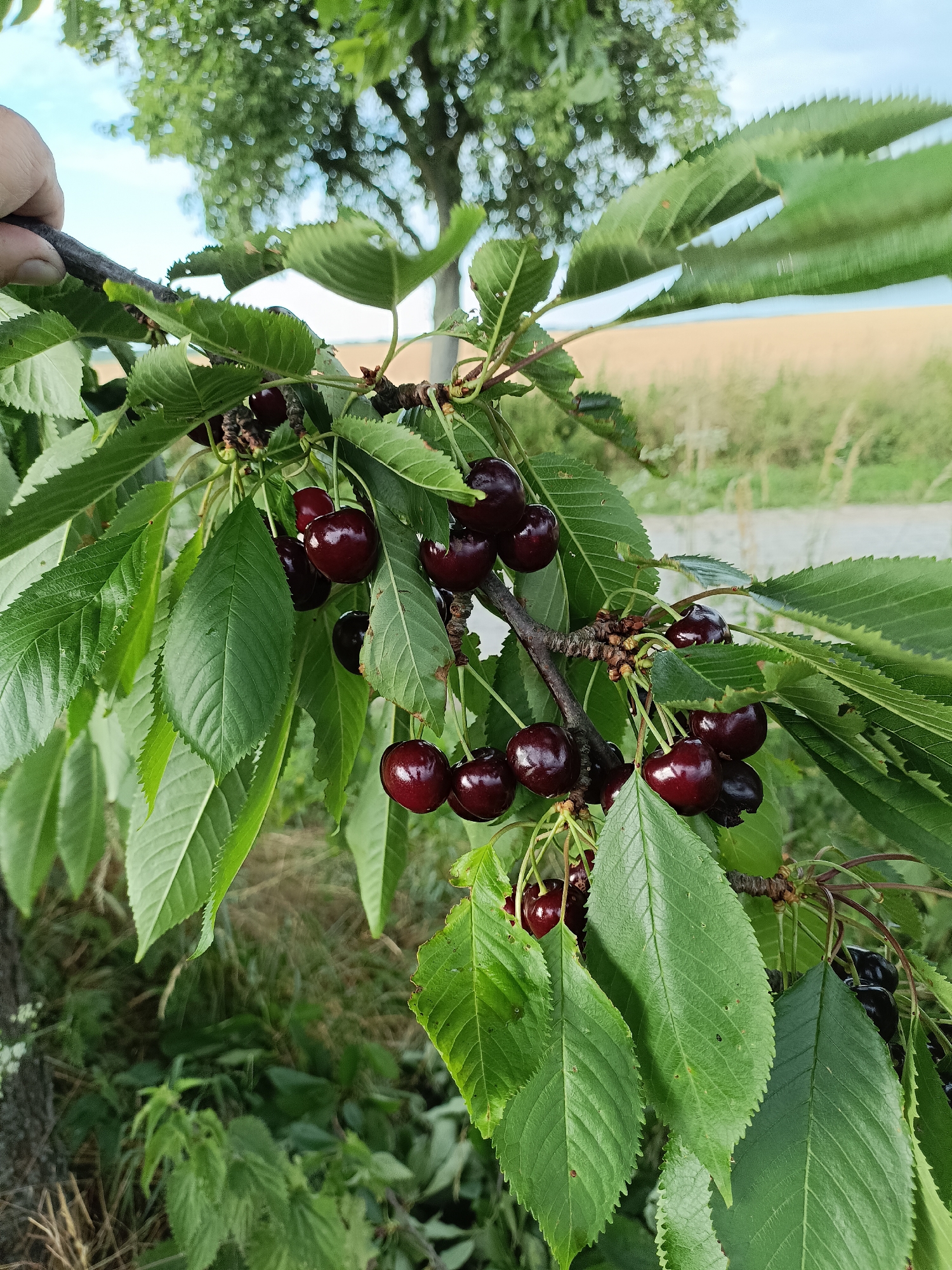A close-up shot focuses on a branch laden with ripe, dark red cherries. The cherries are glossy and plump, hanging in clusters among vibrant green leaves. Some leaves show a serrated edge, typical of cherry tree foliage. A hand, partially visible on the left edge of the frame, appears to be holding or adjusting the branch.
In the background, a field of golden crops stretches out, suggesting a rural or agricultural setting. A dirt road or path runs alongside the field, and beyond that, a treeline is visible under a partly cloudy sky. The lighting suggests it is daytime, possibly late afternoon given the soft light. The overall impression is one of natural abundance and the promise of harvest.
The image was taken in Gartz (Oder), Germany. No text is visible in the media file.