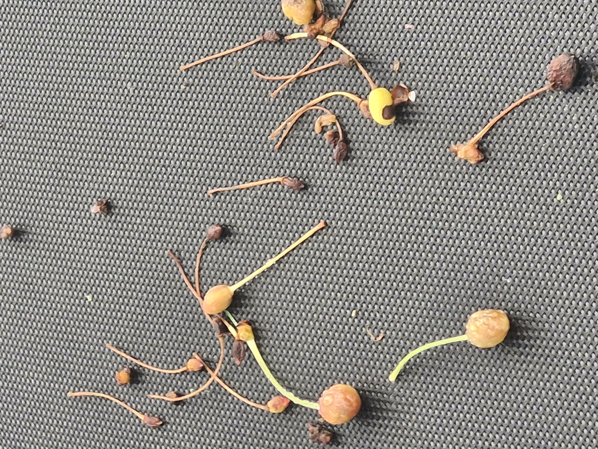 A close-up, overhead shot shows a scattering of small, withered fruit and seed pods on a textured, dark gray surface. The objects vary in color from light brown and tan to reddish-brown and deep purple, with some featuring thin, dry stems. One object in the lower left is a light orange, round berry with a single, thin green stem. Another object in the upper right has a bright yellow seed pod. The background is a uniformly woven, dark gray material, possibly a mat or outdoor furniture fabric. No people or animals are visible.