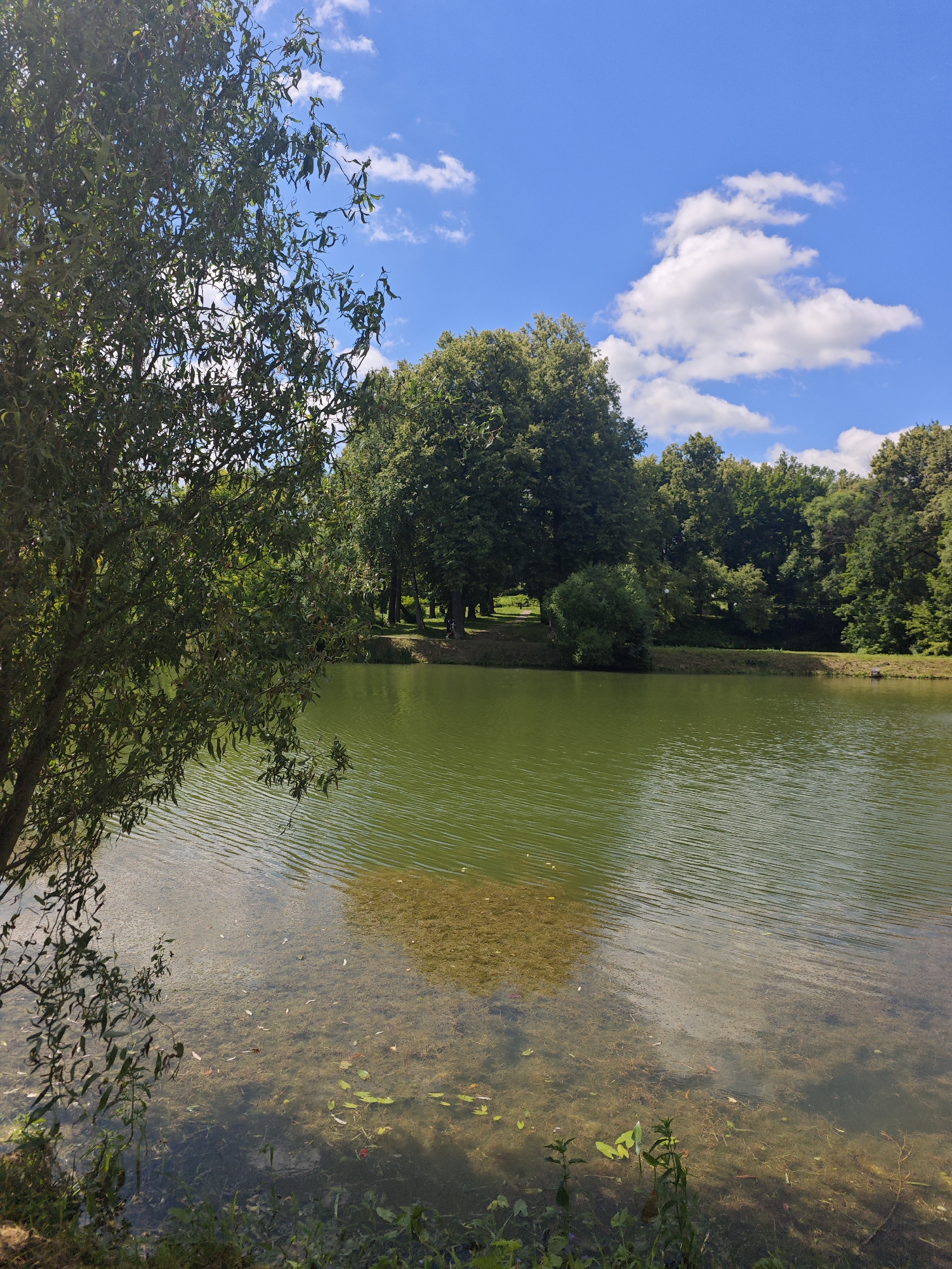 A wide shot captures a serene lake on a clear day, with a dense line of trees bordering its far bank and a bright blue sky dotted with fluffy white clouds overhead. The lake's surface is a vibrant green, with ripples reflecting the sky and a submerged patch of aquatic plants visible near the shore in the foreground. A large tree with lush green foliage dominates the left side of the frame, its branches partially obscuring the view of the lake and sky. The overall impression is one of natural tranquility. This scene is located in the city of Chekhov, Russia, specifically within the Gorki Leninskiye Museum-Reserve, a historical estate.