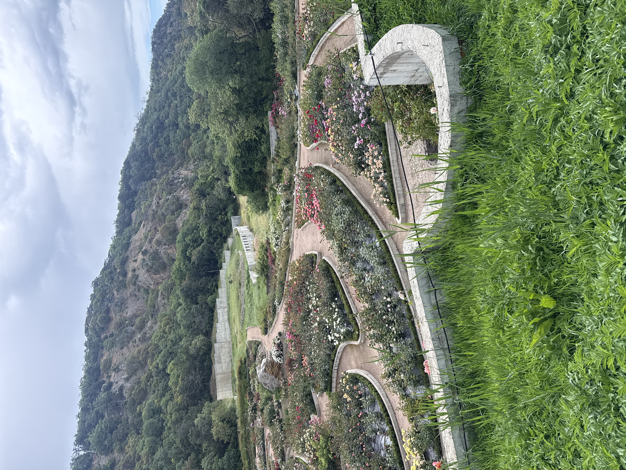 The image shows a rose garden located in the city of Unknown, Unknown. The garden is terraced with concrete retaining walls and gravel paths, leading to a large archway on the right side of the image. Roses of various colors fill the garden beds. Adjacent to the garden is a hillside covered in trees and a concrete retaining wall and stairs. The sky is overcast. Tall grasses are seen on the right side of the image.