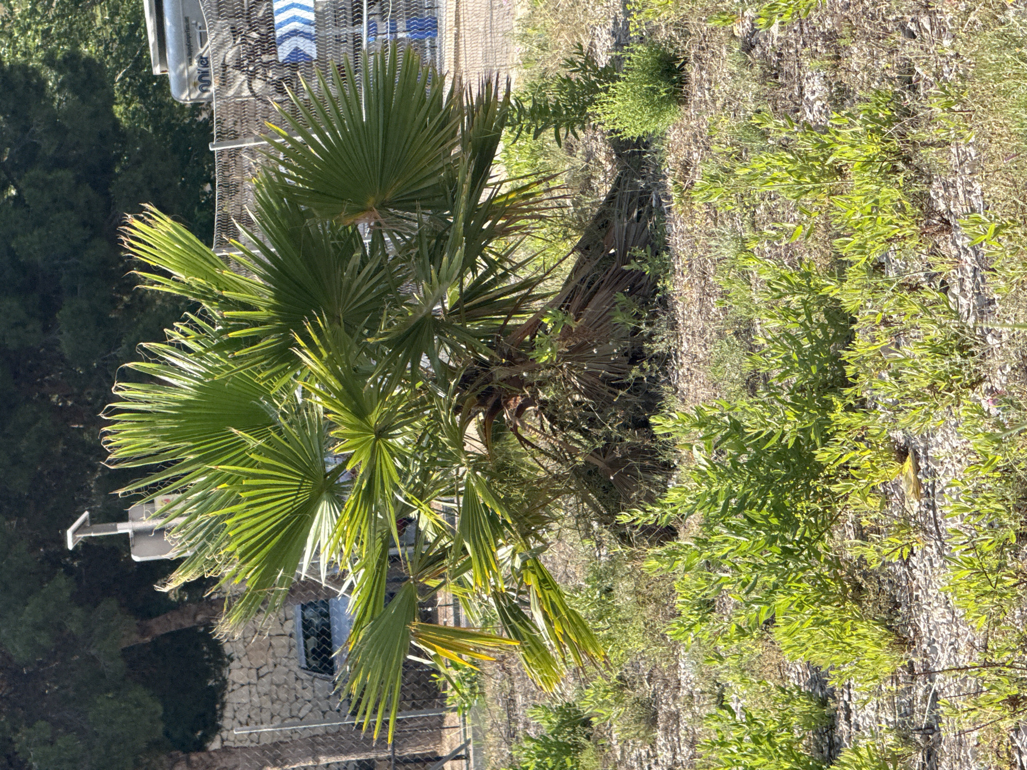 The image captures a scene featuring a palm tree, various plants, and a partial view of a building. The palm tree is centrally located, displaying vibrant green fronds. An assortment of other plants, characterized by lighter green foliage, surrounds the base of the palm. To the left, a segment of a stone building is visible, featuring a window. Above the building, a light pole is also discernible. A chain-link fence partially encloses the area. The environment suggests an outdoor setting, possibly a garden or park. The city is Unknown, Unknown.