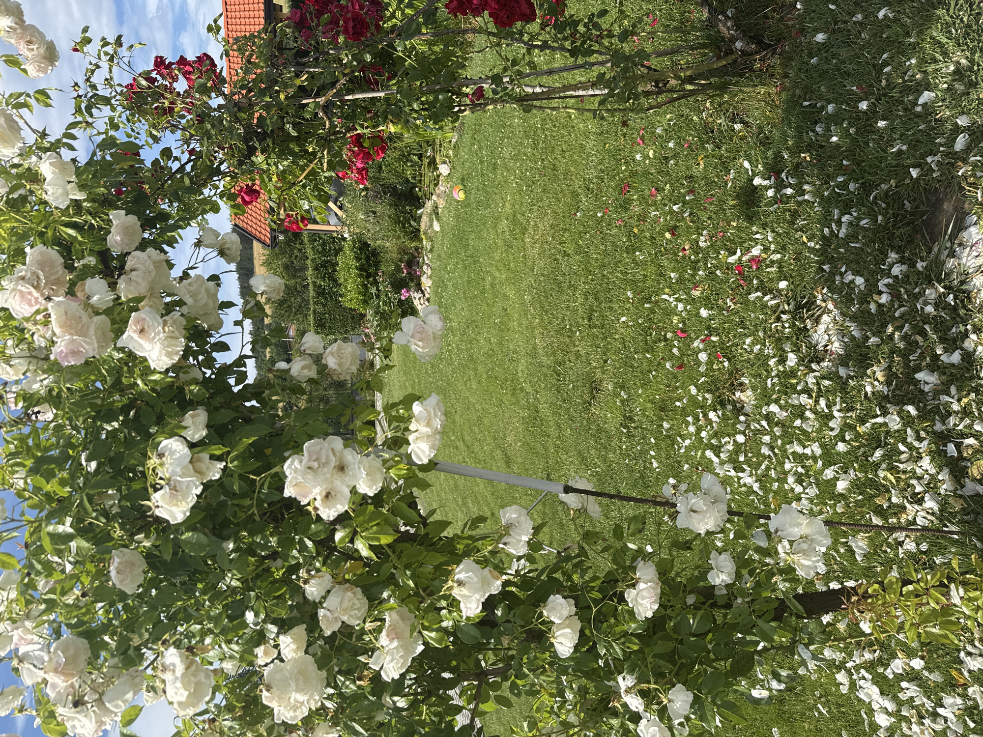 In Sulitsa, Bulgaria, a garden features a rose archway with abundant white roses. The ground beneath the arch is covered with fallen white rose petals, creating a scattered carpet. To the right, a red rose bush climbs on a trellis. Beyond the roses, a lush green lawn stretches out, dotted with more scattered rose petals. In the middle ground, a pond with lily pads is visible, surrounded by rocks and greenery. Further in the background, a building with a red tiled roof is situated. The sky above is partly cloudy. A colorful ball lies on the grass in the middle of the lawn. The scene captures a vibrant and blooming garden setting.