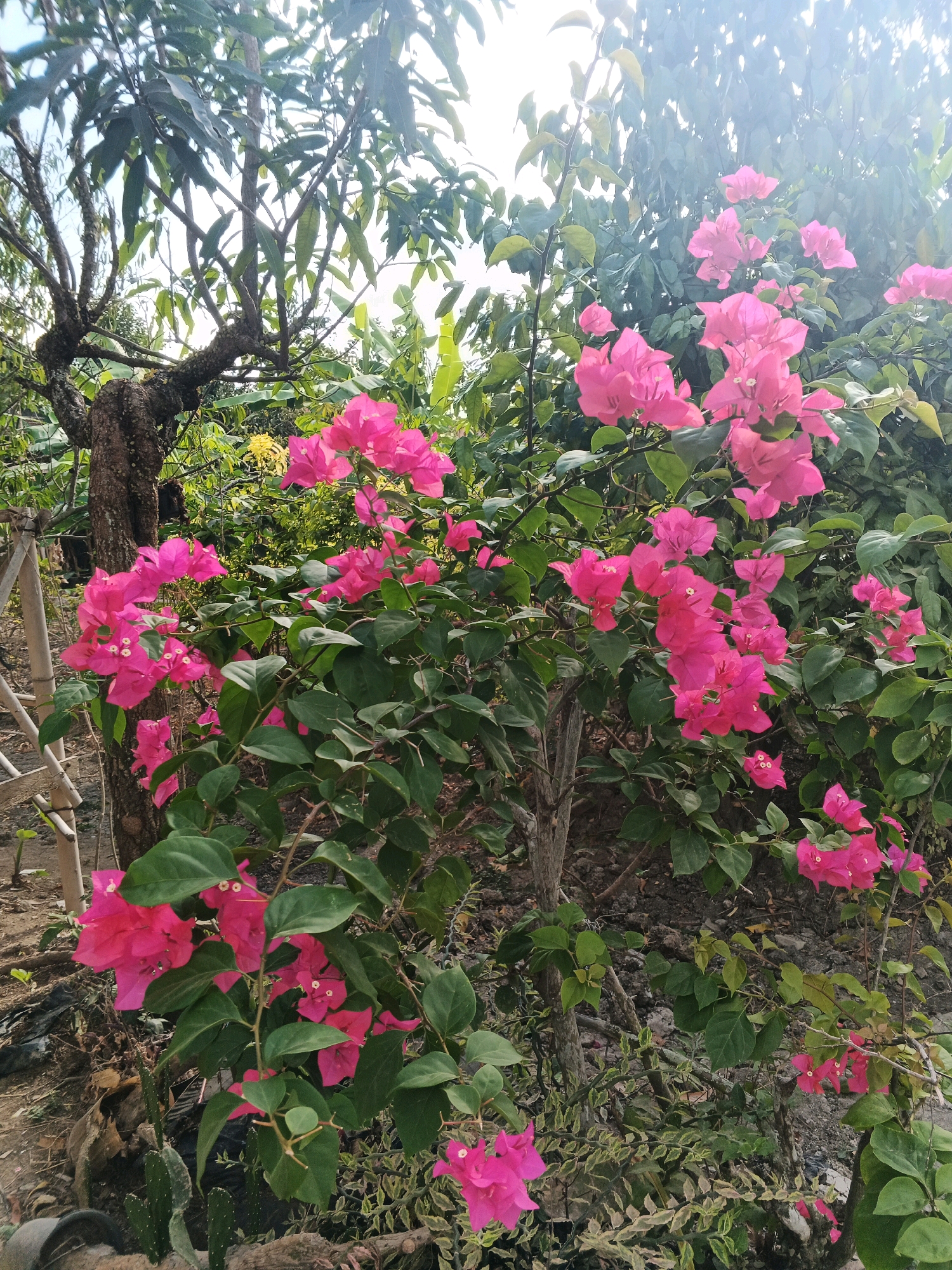 In an outdoor scene with a natural, overgrown environment, a dense cluster of vibrant pink bougainvillea flowers dominates the foreground. The flowers, with their papery petals, are in full bloom and spill over a bush with dark green leaves. Several thorny branches are visible, some supporting the flowers, while others are bare. To the left of the bougainvillea, a thick, gnarled tree trunk stands, its bark textured and weathered. Behind the bougainvillea and tree, other foliage is visible, including banana leaves and possibly other trees. The background is a mix of foliage and a bright sky, suggesting it is daytime. The ground is covered with dirt, small rocks, and some fallen leaves. A portion of a bamboo fence can be seen on the left edge of the image, adding a rustic element. In the bottom left, parts of a cactus plant are visible, adding to the diverse flora in the scene. The lighting suggests sunlight filtering through the trees.