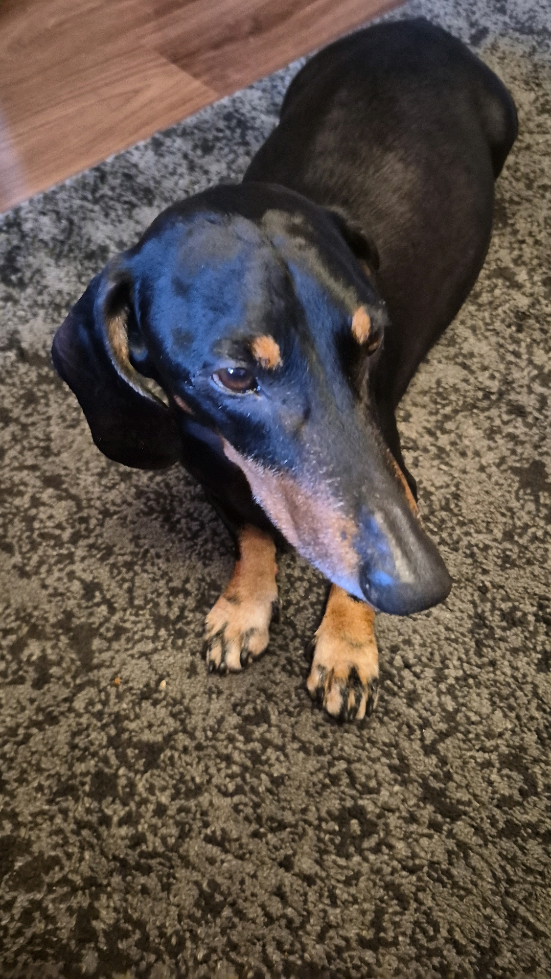 A black and tan dachshund dog is lying on a dark grey carpet, looking down towards the camera. The dog's body extends from the top left to the bottom right of the frame. Its head is in the lower left, with its long snout angled downwards. The dog has brown eyes and tan markings above its eyes and on its muzzle. Its front paws are visible, resting on the carpet. The background shows a sliver of wooden flooring to the upper left of the dog. The scene is indoors, likely in a residential setting. There is no indication of the specific city of Krauja, Latvia.