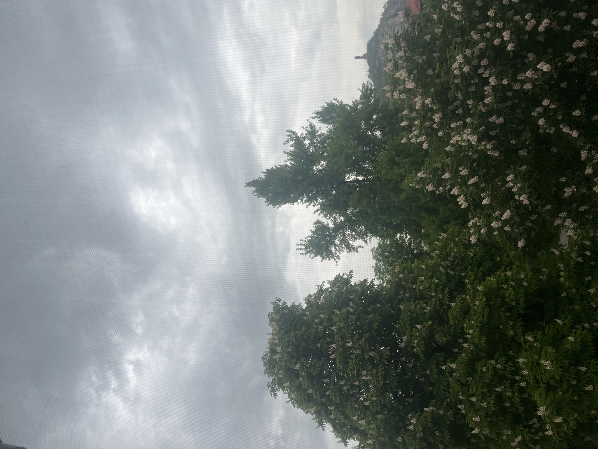 The image shows a view of a cloudy sky and treetops, possibly taken through a window screen. The trees are lush and green, with some sections covered in white blossoms. There is also a rock formation. Based on the architectural element visible atop of the rock formation and the tree type, this scene is likely from Plovdiv, Bulgaria.