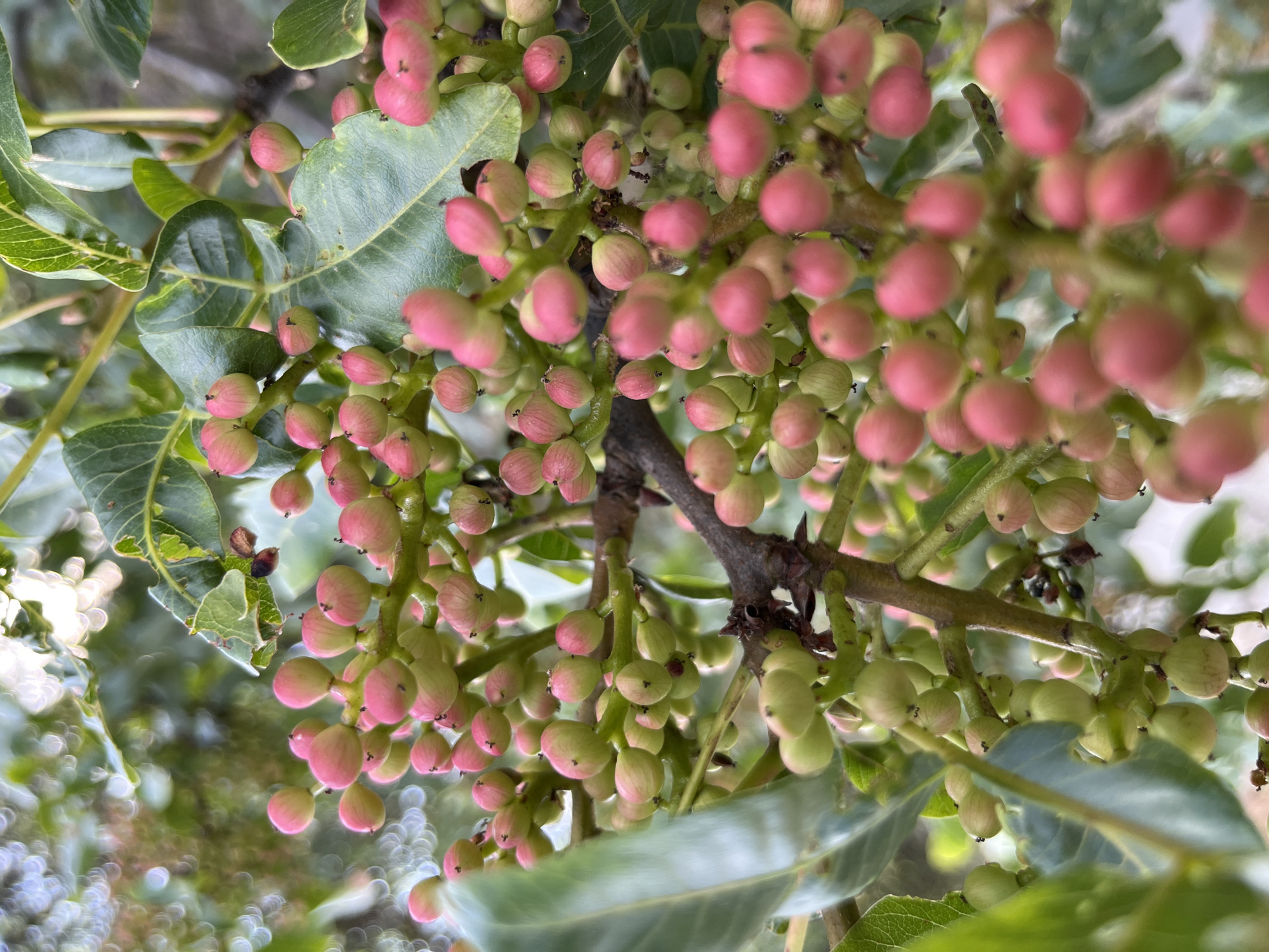 A close-up, top-down shot focuses on a cluster of unripe pistachios growing on a branch, interspersed with lush green leaves. The pistachios, varying in size and color from pale green to a blush pink, are plump and round, hanging in dense bunches. Some have a slightly fuzzy texture, while others appear smooth. The branches are woody and dark, with smaller twigs supporting the fruit. The background is a soft blur of more greenery and some out-of-focus white flowers, creating a bokeh effect. The lighting suggests it is daytime, likely with diffused sunlight, given the soft shadows and highlights. The overall impression is one of natural abundance and the delicate stage of fruit development.