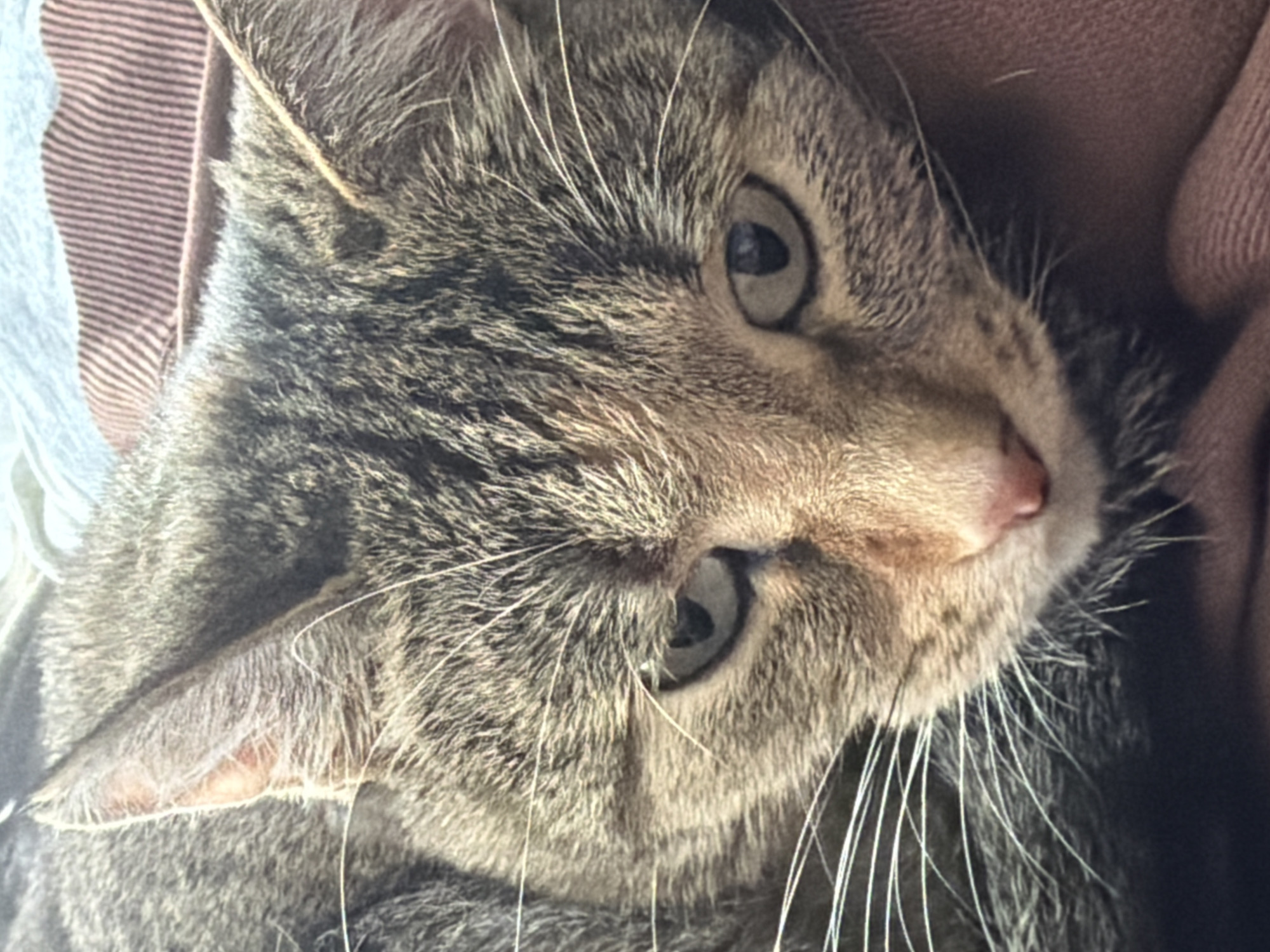 This is a close-up photograph of a tabby cat's face. The cat is looking to the right of the frame with its eyes partially closed. Its fur is a mix of gray, brown, and black stripes, characteristic of a tabby pattern. White whiskers fan out from its muzzle. The cat's ears are visible, with the left ear more clearly defined than the right, which is partially obscured. A pink nose is visible, as are the details of its eyes, which appear to be a dark color with a hint of green. The background is soft and out of focus, with hints of brown and pink fabric suggesting the cat might be resting on or near clothing or a blanket. There is no visible text in the image. The lighting is soft, and the overall impression is of a relaxed or sleepy animal.