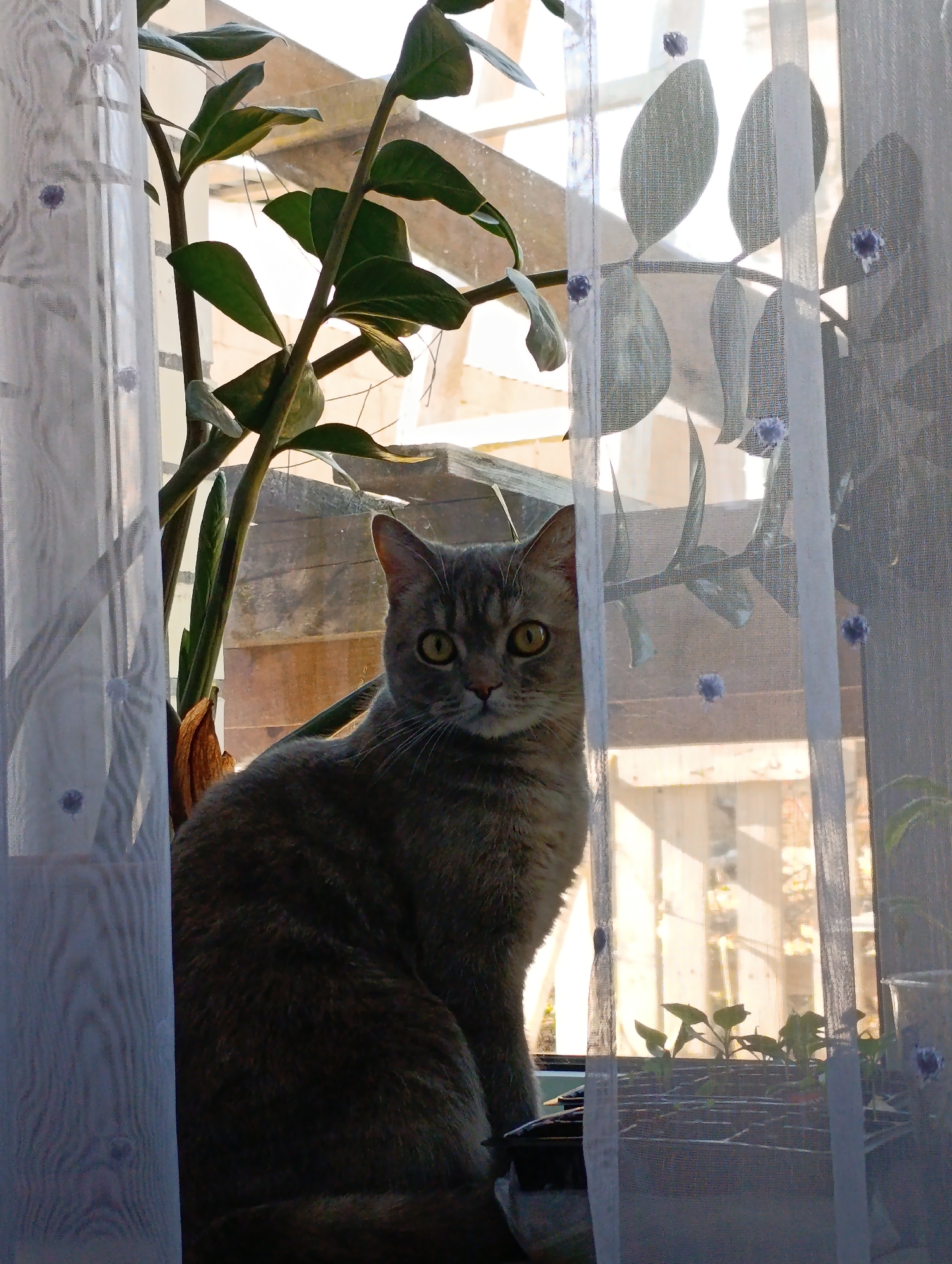 A gray tabby cat with yellow eyes sits in a window behind a sheer, patterned curtain and a leafy green plant. The window appears to be in a house, as there is a view of a white wooden structure outside. Small potted plants are visible behind the curtain and in front of the cat. There is no information about the city of Chaikovsky, Russia.