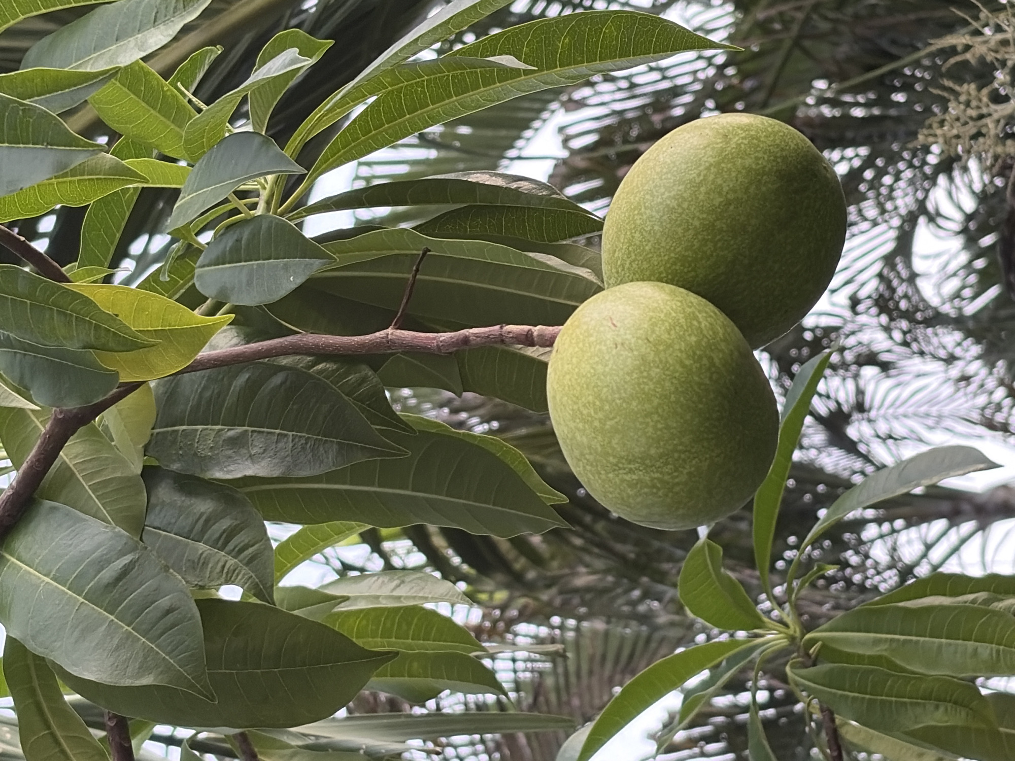 The image displays two green, oval-shaped fruits hanging from a branch, surrounded by lush green leaves. The fruits have a slightly textured surface and appear to be unripe. The background shows a blurred, bright scene with what looks like palm fronds and other foliage, suggesting an outdoor tropical environment. The lighting is diffused, indicating it might be overcast or the subjects are in shade. The location in Baan Mae Nam, Thailand, is a small village on the island of Koh Phangan, known for its natural beauty and lush vegetation, which aligns with the visual elements of the image. There are no people or animals present in the scene.