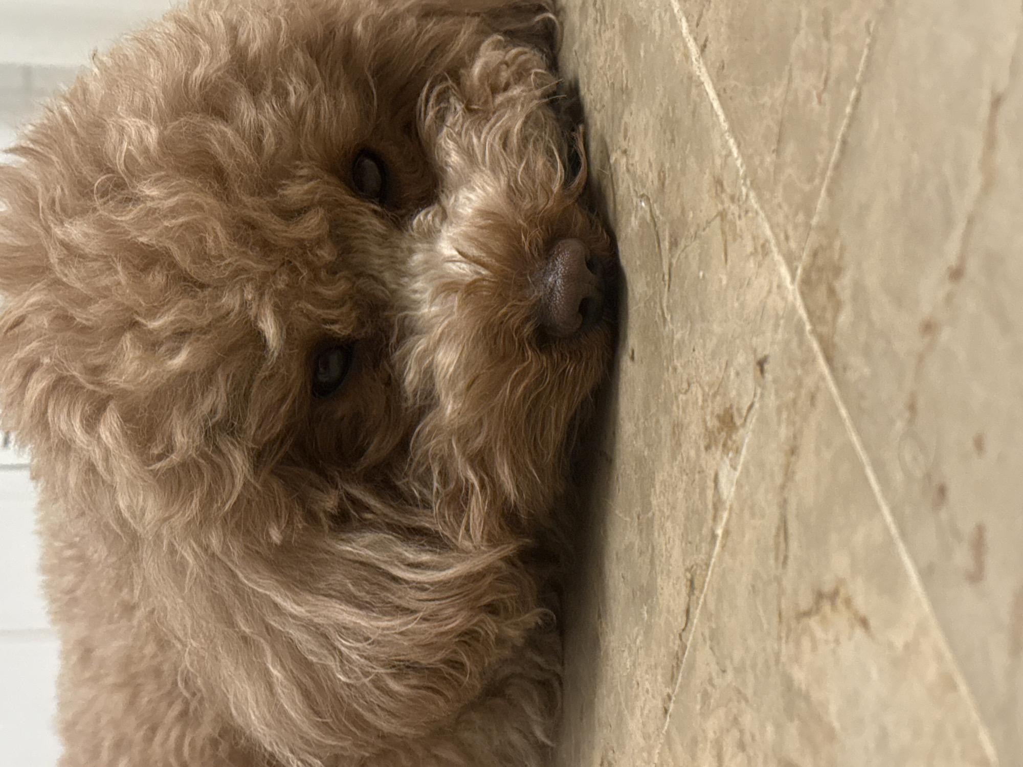 The media file presents a close-up image of a light brown, curly-haired dog, rotated 90 degrees counter-clockwise. The dog's head and a portion of its body are prominently displayed as it rests on a tiled surface. Its fur is notably dense, fluffy, and features a distinct wavy or curly texture, appearing in warm shades of light brown and tan. The dog has dark, expressive eyes that gaze towards the viewer, and a dark brown, slightly moist nose is clearly visible.
The scene takes place indoors, likely within a domestic setting in Loures, Portugal. The dog is lying on a floor composed of light beige or brownish tiles, which exhibit subtle veining and grout lines, characteristic of marble or ceramic. To the left of the dog's head, a lighter, plain background suggests a wall or another light-colored interior surface.
The activity depicted is the dog resting or lying down, conveying a calm and relaxed demeanor. Although its eyes are open, the dog appears tranquil, possibly sleepy. There is no visible text in the image.