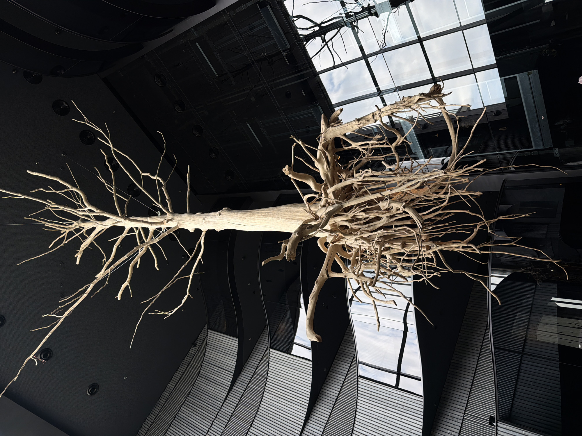 A large, light-colored, gnarled tree trunk or root system, appearing as a piece of deadwood or driftwood art, is suspended horizontally across the upper portion of a modern interior. Its intricate branches and roots fan out, creating a complex organic form. The setting features a dark, possibly black, ceiling with visible recessed lighting fixtures. A significant portion of the ceiling is a large skylight composed of segmented glass panels, through which a cloudy, daytime sky is visible. Reflections of the suspended wooden sculpture and other architectural elements are mirrored in the glass. Below the ceiling, sections of the walls exhibit a dark, ribbed or corrugated texture, creating a play of light and shadow. The image captures the contrast between the natural, organic form of the wood and the stark, contemporary architecture. No people are present, and there is no visible text. The location is Vynnyky, Ukraine.