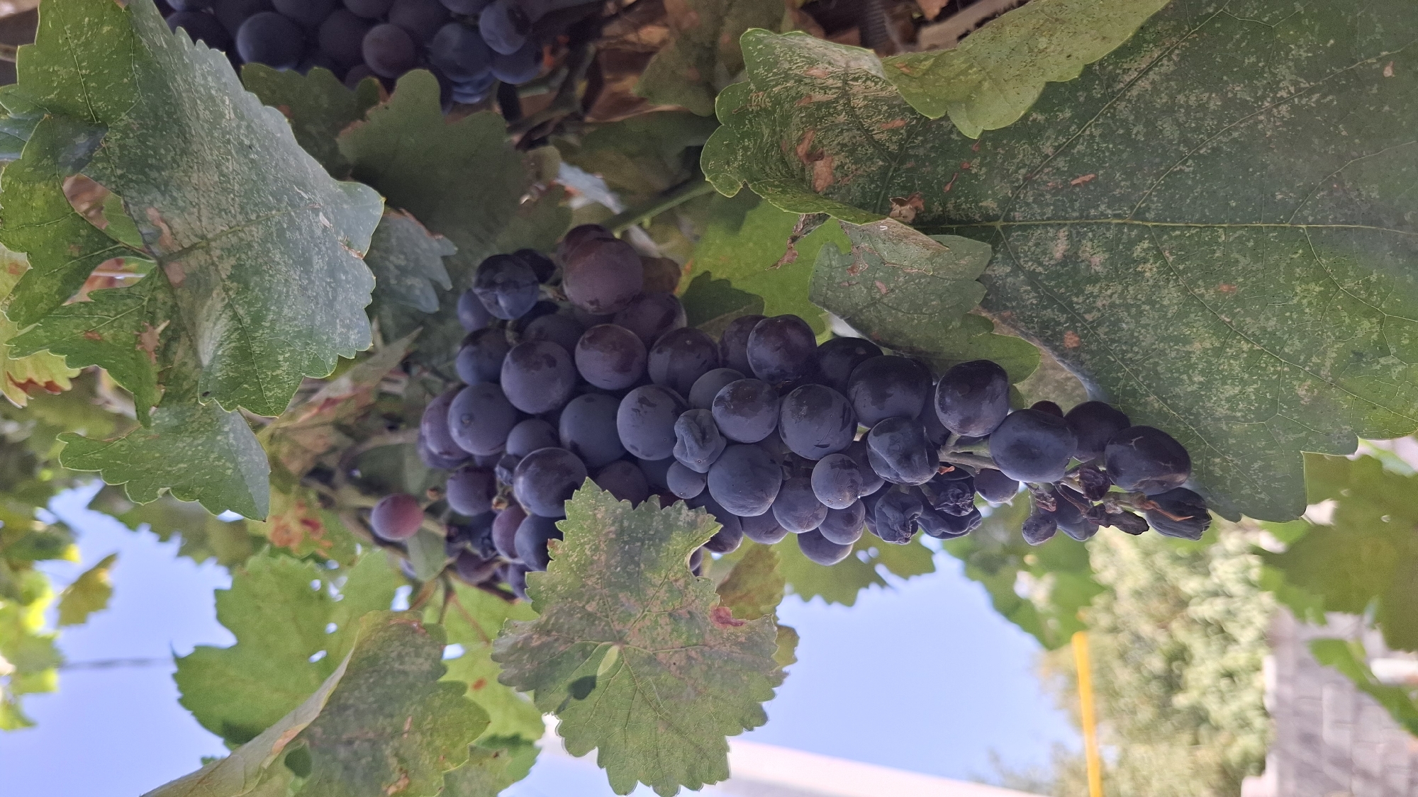 A close-up shot captures a cluster of dark purple grapes hanging from a vine, partially obscured by large, green leaves. The leaves show signs of wear, with some spotting and a lighter green coloration in patches, suggesting they are not fresh. The grapes themselves are plump, though some appear dried and wrinkled, hinting at ripeness or overripeness. The background is softly blurred, revealing hints of blue sky above and green foliage below, suggesting an outdoor setting, likely a vineyard or garden. The overall impression is one of natural growth and the bounty of the harvest season. The specific location is identified as Shubarssu, Kazakhstan.