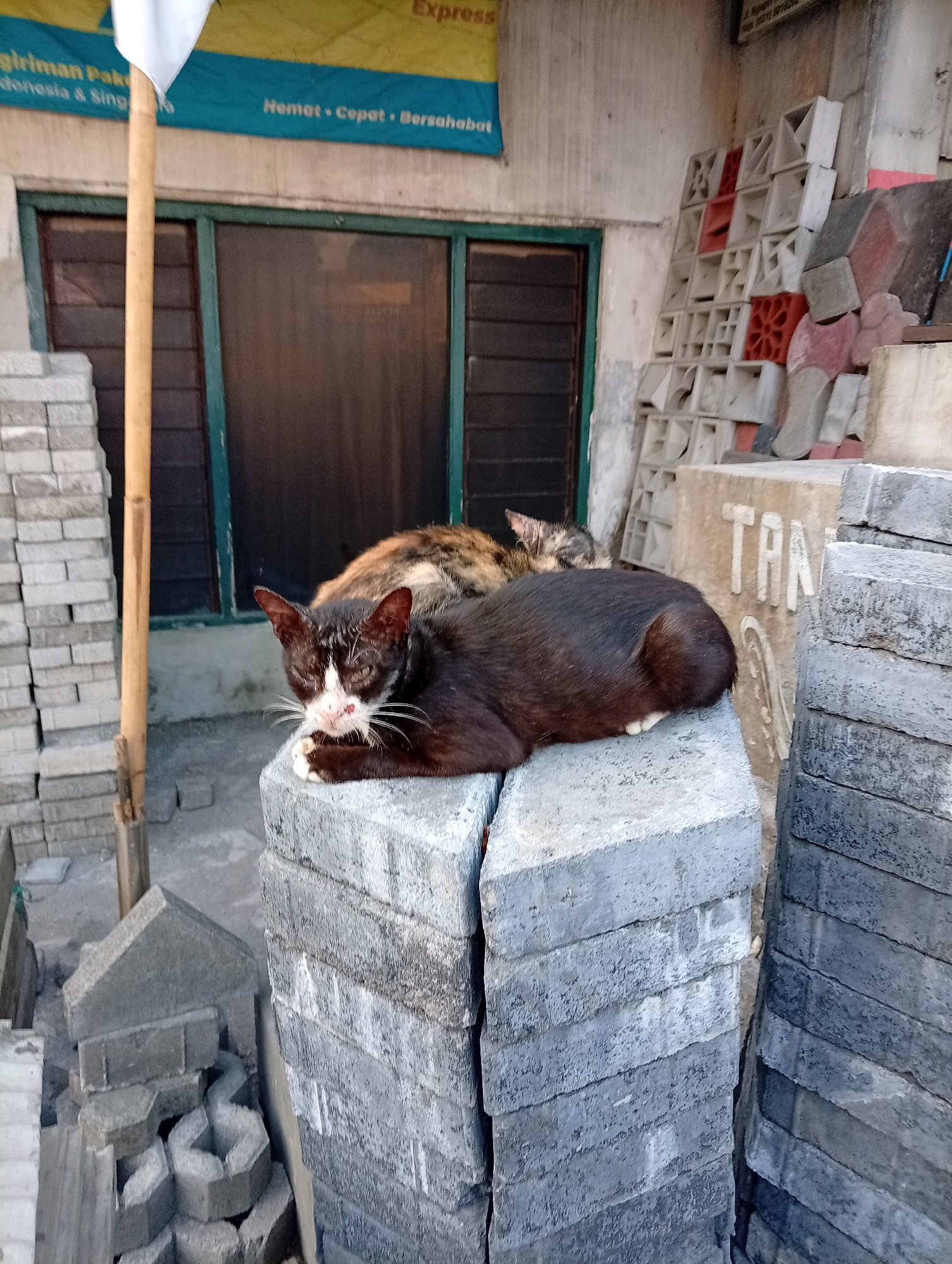 Two cats are resting on a stack of concrete blocks in front of a building with a blue banner. The cat in the foreground is black with white markings on its face and paws, and it is grooming its paw. The cat behind it is calico and appears to be sleeping. The banner is partially visible and has text that includes "Express", "giriman Pak", "Indonesia & Singa", and "Hemat • Cepat • Bersahaba". The building has dark-paned windows and a light-colored concrete wall. To the right of the building, there are stacks of various concrete blocks and decorative concrete elements. The ground is a mix of concrete and dirt. The scene appears to be outdoors, possibly in a storage or construction area.