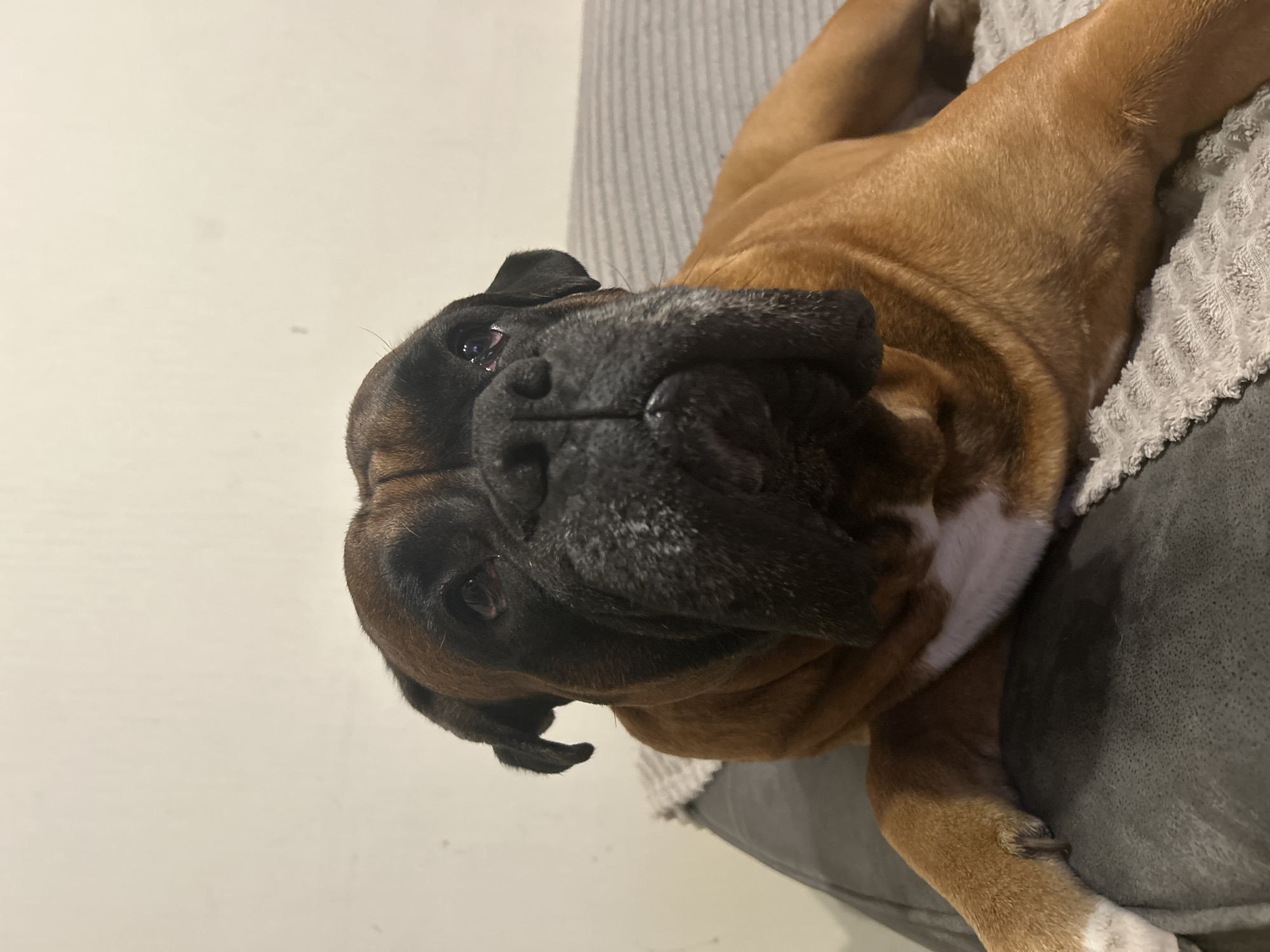 A tan boxer dog is lying on a couch. The dog's head is angled towards the viewer. The dog's eyes are dark and its nose is black. The dog has a white patch on its chest. The couch is gray and there is a white blanket on the couch. The wall behind the couch is white.