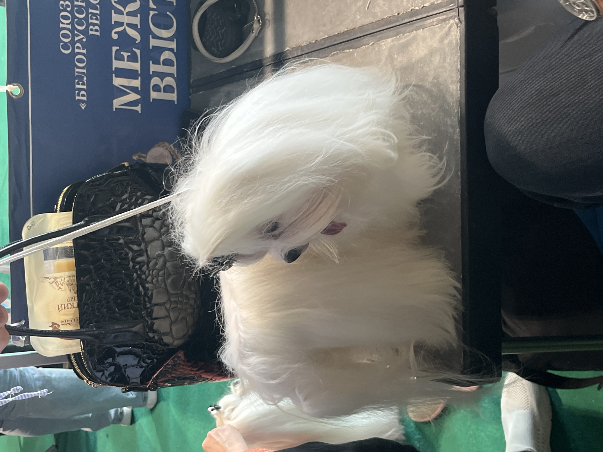 A white, long-haired dog, likely a Maltese, stands on a table in what appears to be an indoor event space. The dog is facing to the right, with its head turned slightly towards the viewer, revealing its pink tongue. A black, textured handbag is visible behind the dog, with a glimpse of a package inside. A blue banner with white text, including Cyrillic lettering, is in the background, suggesting an exhibition or competition. Part of a person's leg, clad in dark denim jeans, is visible in the foreground. The environment includes a green surface, possibly carpet, on the left and a grey, textured surface of the table. The overall scene suggests a dog show or similar event held in Lahojsk selsaviet, Belarus.