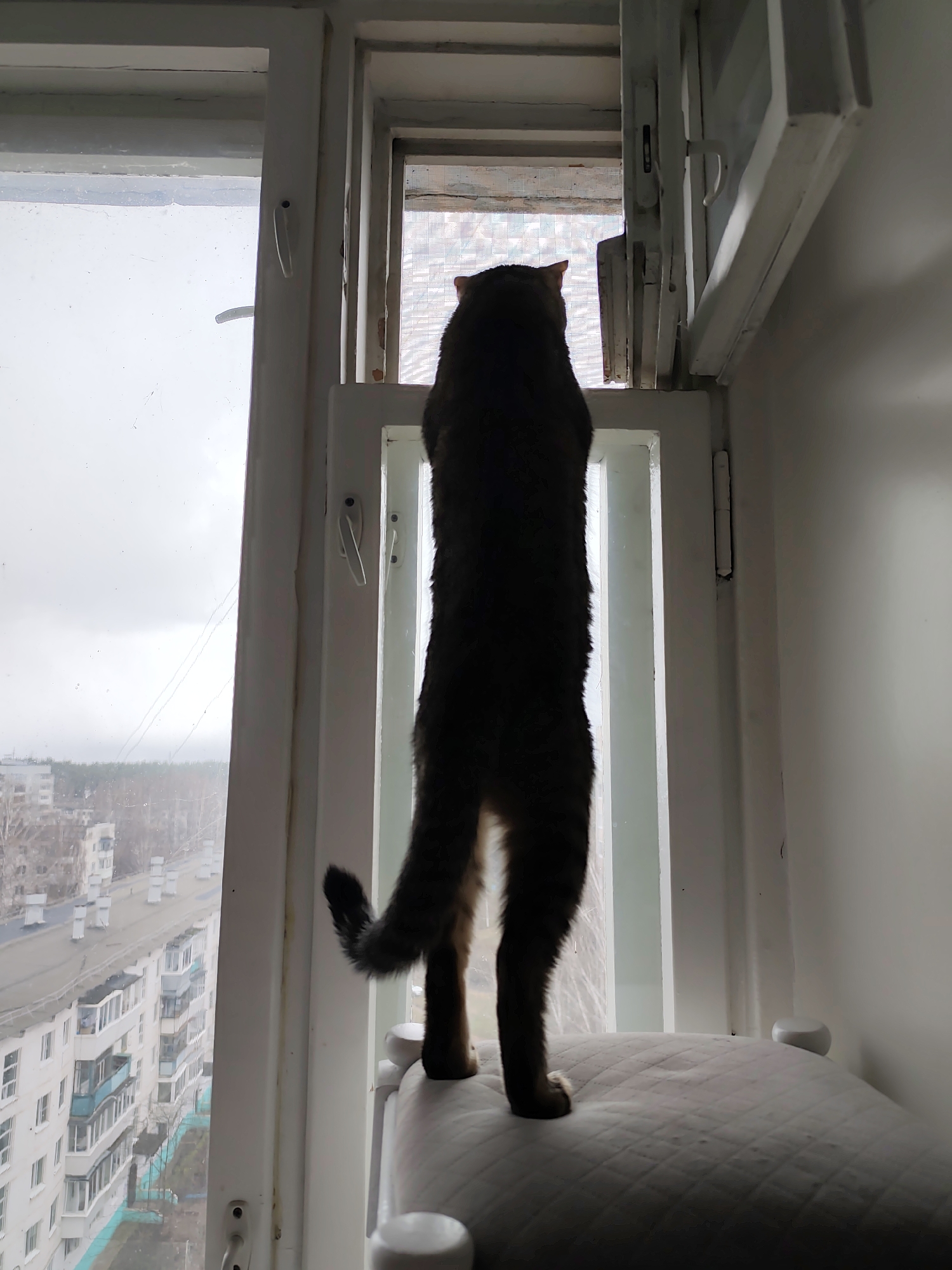 A cat stands on its hind legs, facing a window, in an apartment in Chaikovsky, Russia. The cat is positioned on a white, padded surface, likely a chair or stool. The window is partially open at the top, and the cat seems to be looking outside. The view through the window reveals a cityscape with apartment buildings and trees under an overcast sky. The interior of the apartment appears simple with white walls and window frames.
