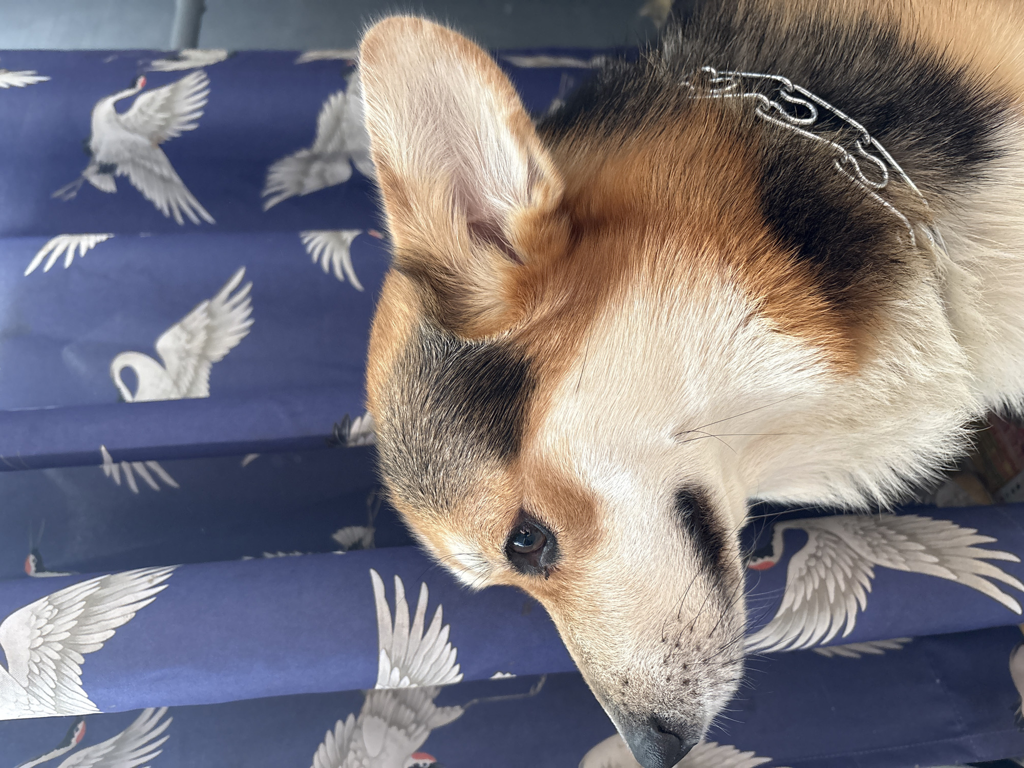 A tan, black, and white corgi dog is lying on a blue surface patterned with white crane images. The dog's head is tilted downward and to the right, with its left ear visible. A silver chain collar is around its neck. The background appears to be a draped piece of fabric or wrapping paper with a repetitive crane design. There is no indication of the location being Izhevsk, Russia, or any other identifiable city.