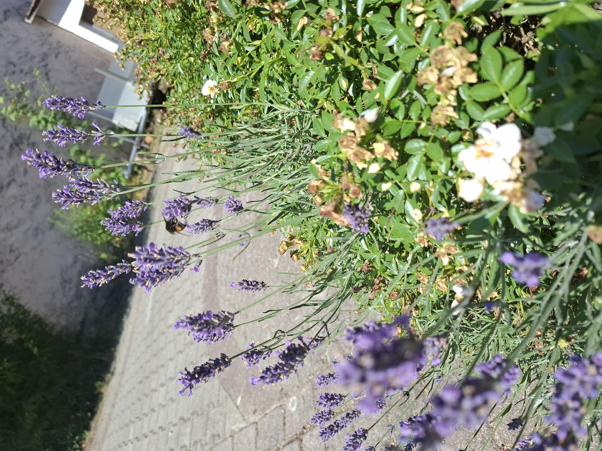 A bumblebee is visible on a lavender stalk in a garden in Klettgau, Germany. The bumblebee, with its black and yellow stripes, is positioned on a purple lavender bloom. The lavender plants are in the foreground of the image, with green foliage and some dried flower heads also present. In the background, a paved pathway and a building with a light-colored wall and a white section are visible, suggesting an urban or suburban environment. The lighting indicates it is daytime, with sunlight casting shadows.