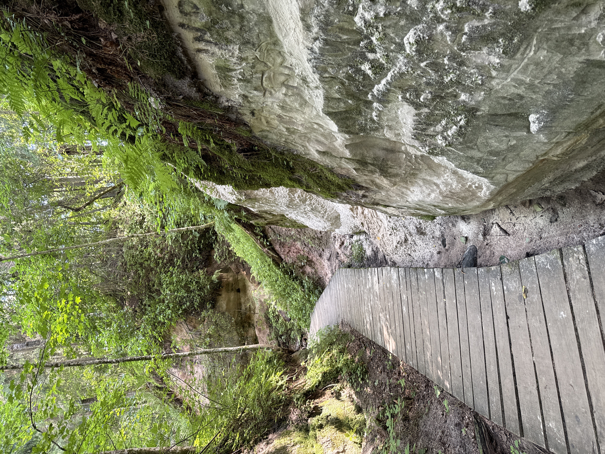 The image depicts a wooden boardwalk winding through a natural ravine with steep sandy walls covered in moss and ferns. The boardwalk, constructed from weathered wooden planks, follows the curve of the ravine, leading the viewer into the shaded forest. The sandy walls exhibit erosion patterns and some faint markings that could be natural or artificial. Lush green foliage, including trees and smaller plants, densely covers the upper parts of the ravine walls and the surrounding forest. The overall impression is one of a secluded natural pathway, possibly a hiking trail within a forested area. The specific location in Kahrila-Mustahamba, Estonia, suggests this is a natural park or reserve. No people are visible in the image.